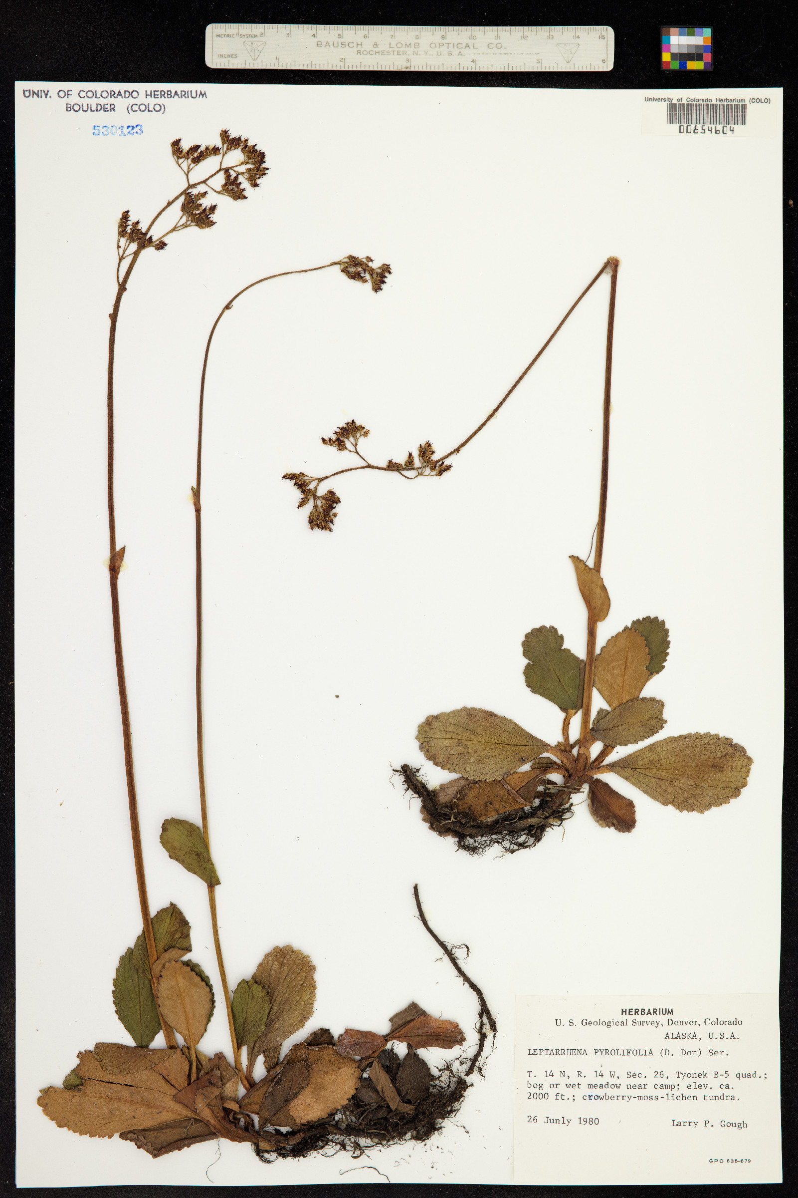 Leptarrhena pyrolifolia image