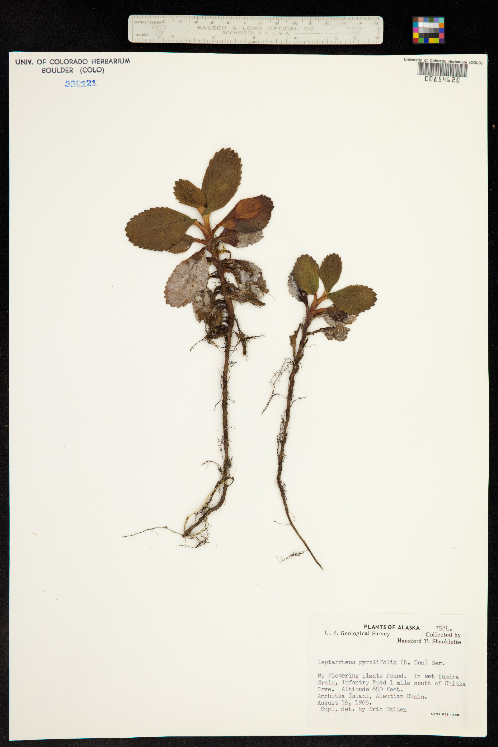 Leptarrhena pyrolifolia image