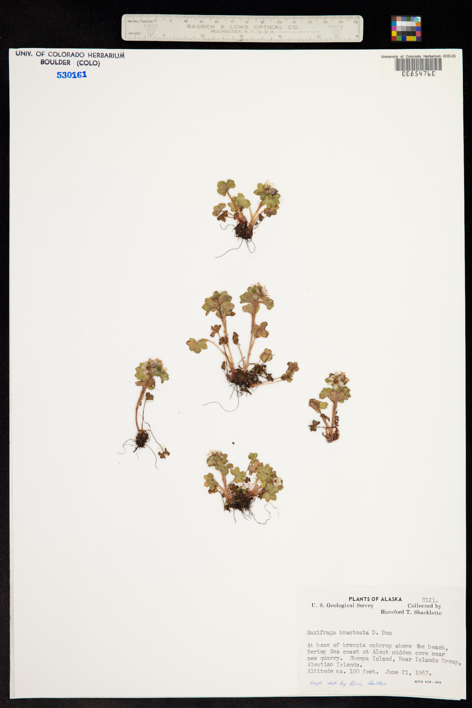Saxifraga bracteata image