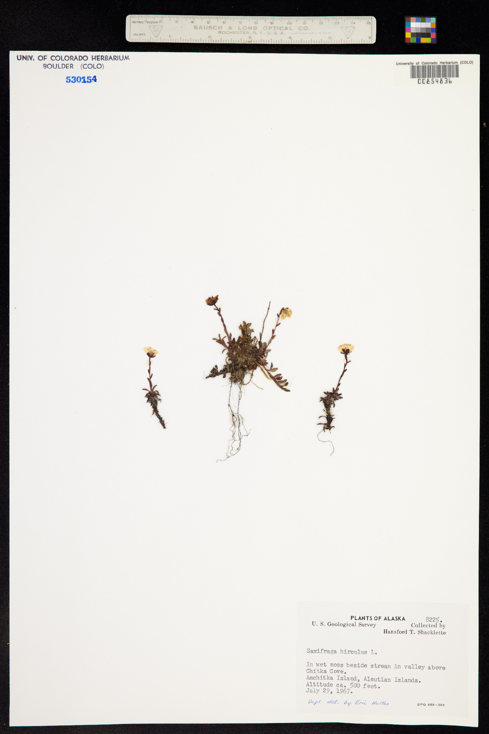 Saxifraga hirculus image