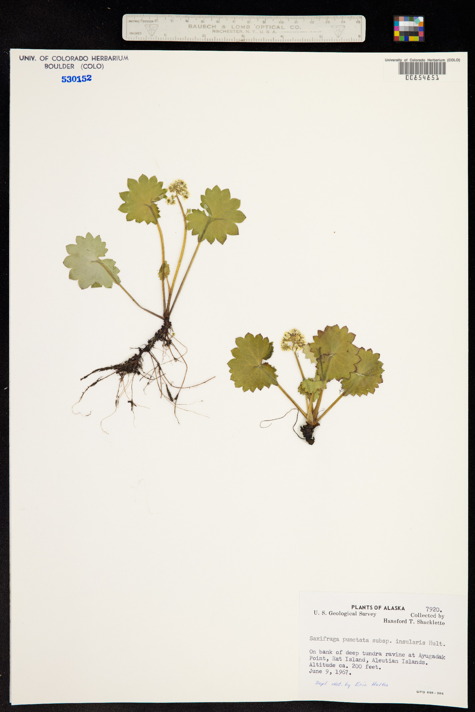Micranthes nelsoniana var. nelsoniana image