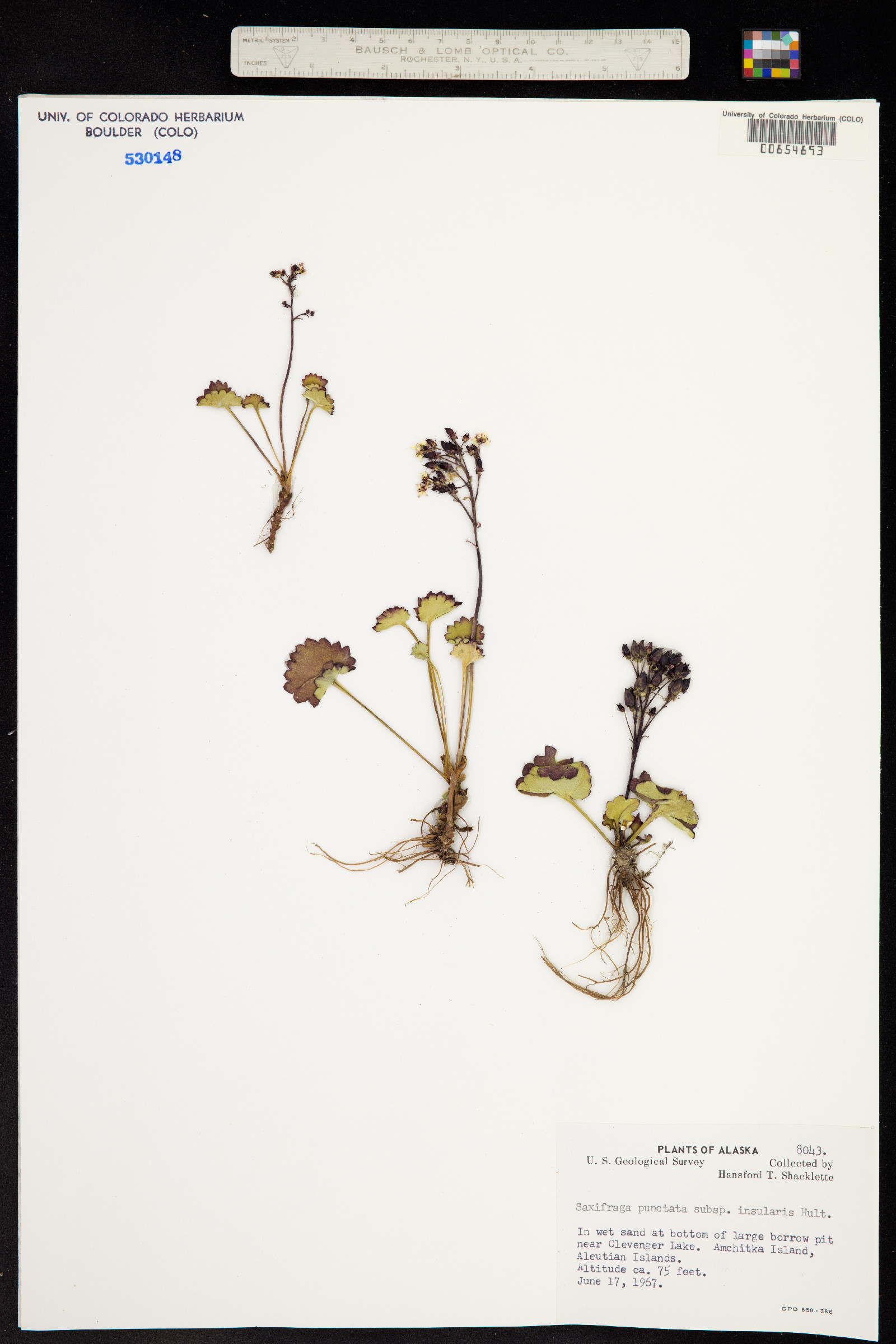 Micranthes nelsoniana image