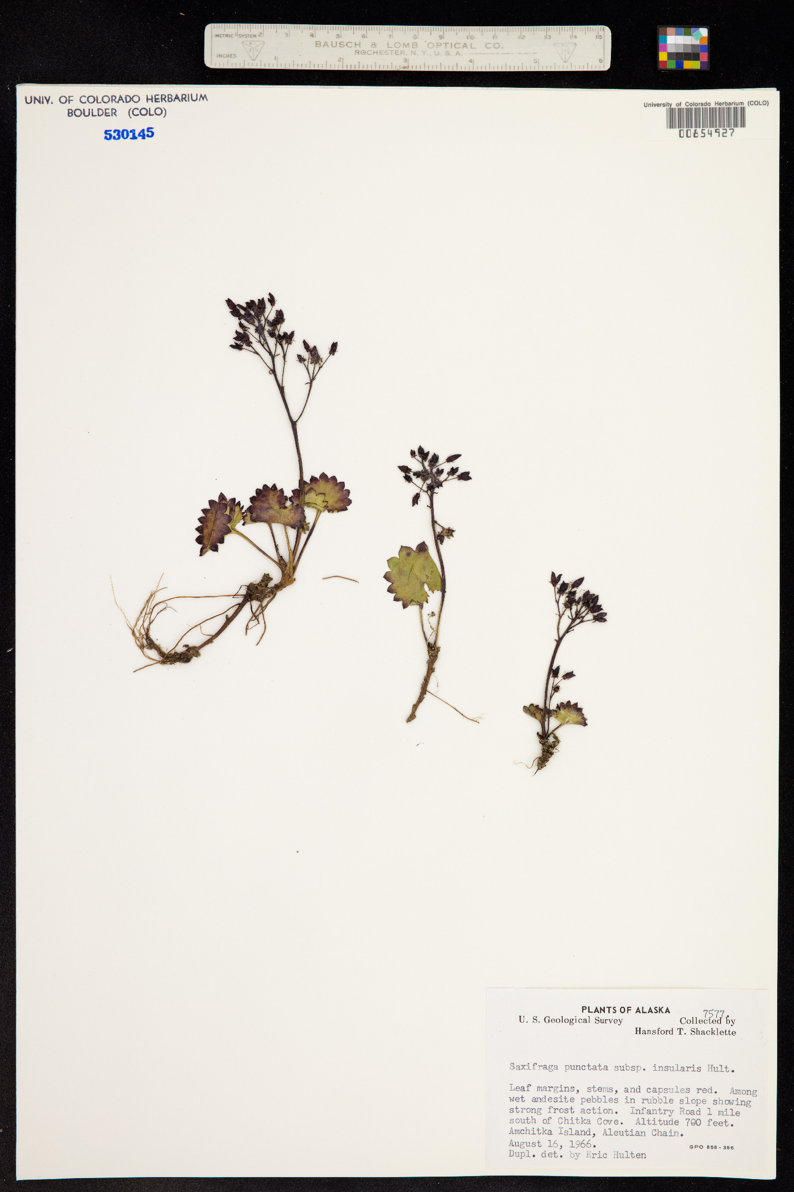 Micranthes nelsoniana var. nelsoniana image