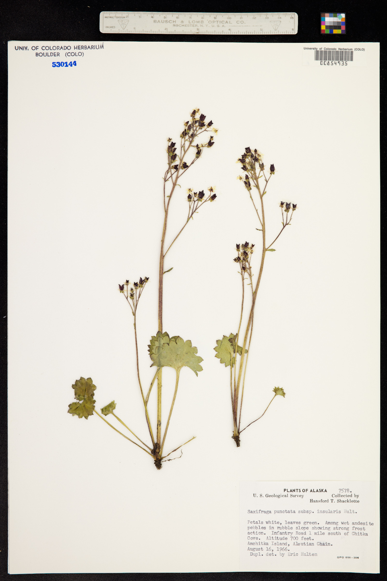 Micranthes nelsoniana image