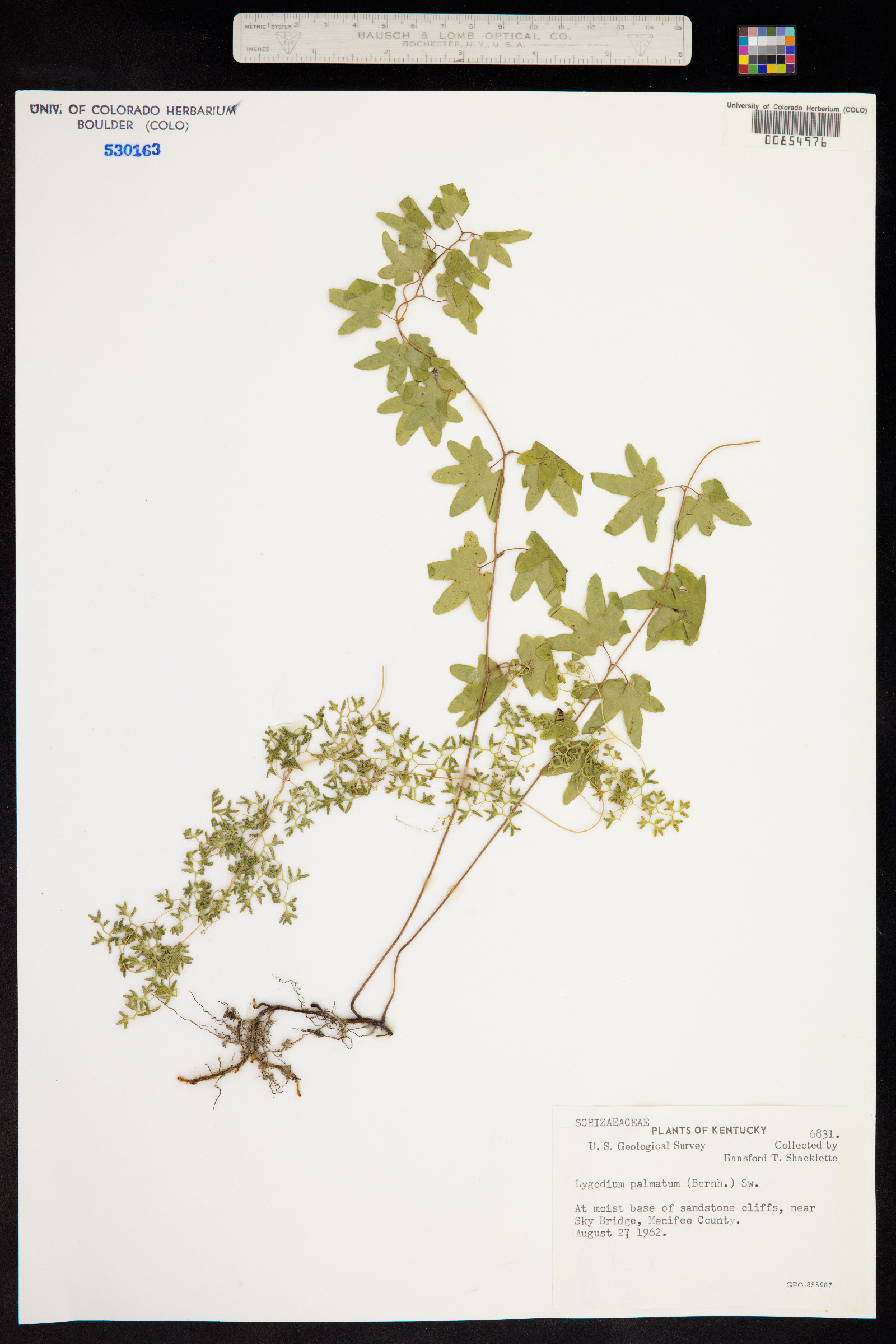 Lygodium image