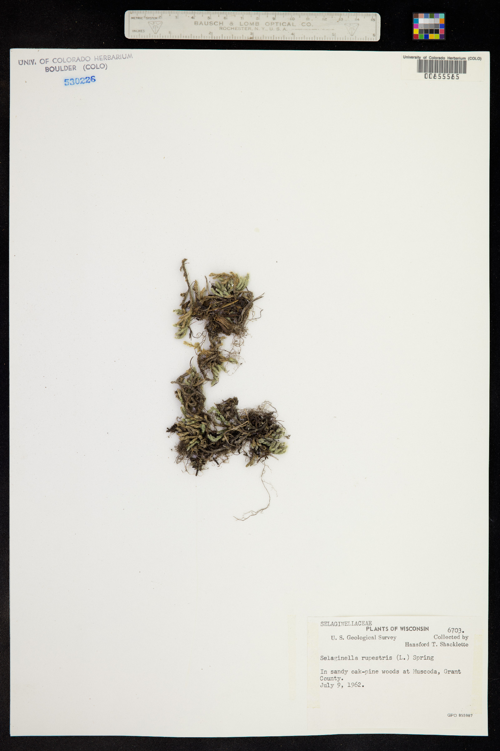 Selaginella rupestris image