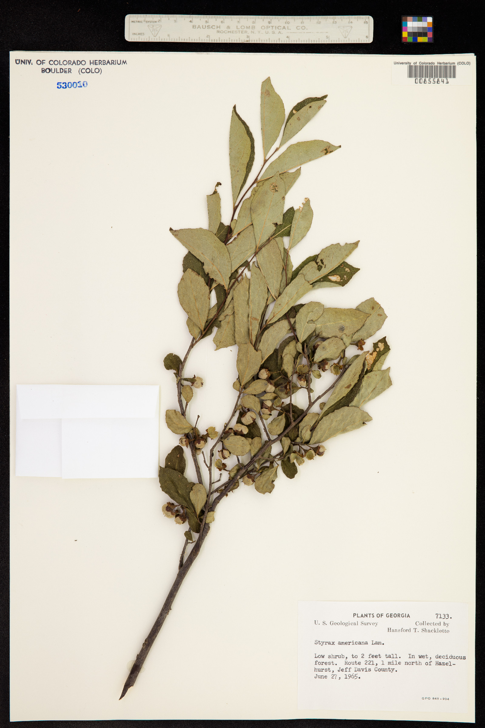 Styrax americanus image