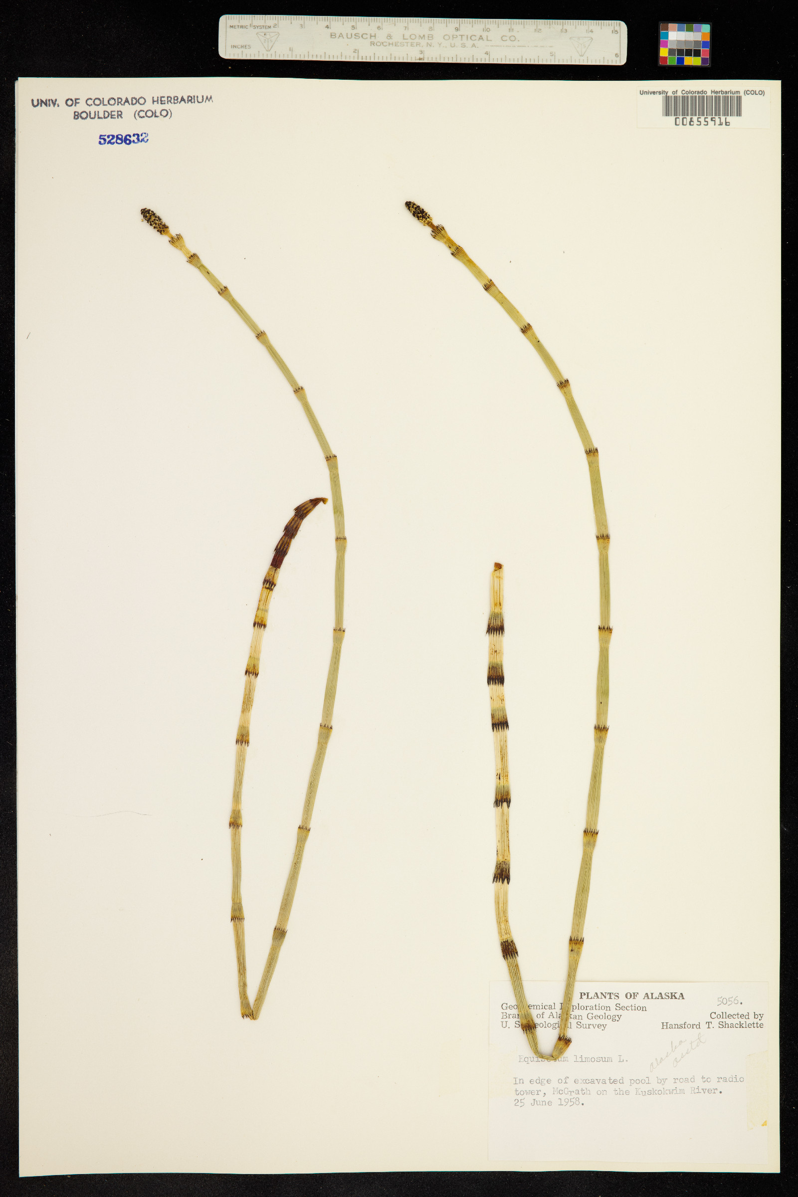 Equisetum fluviatile image