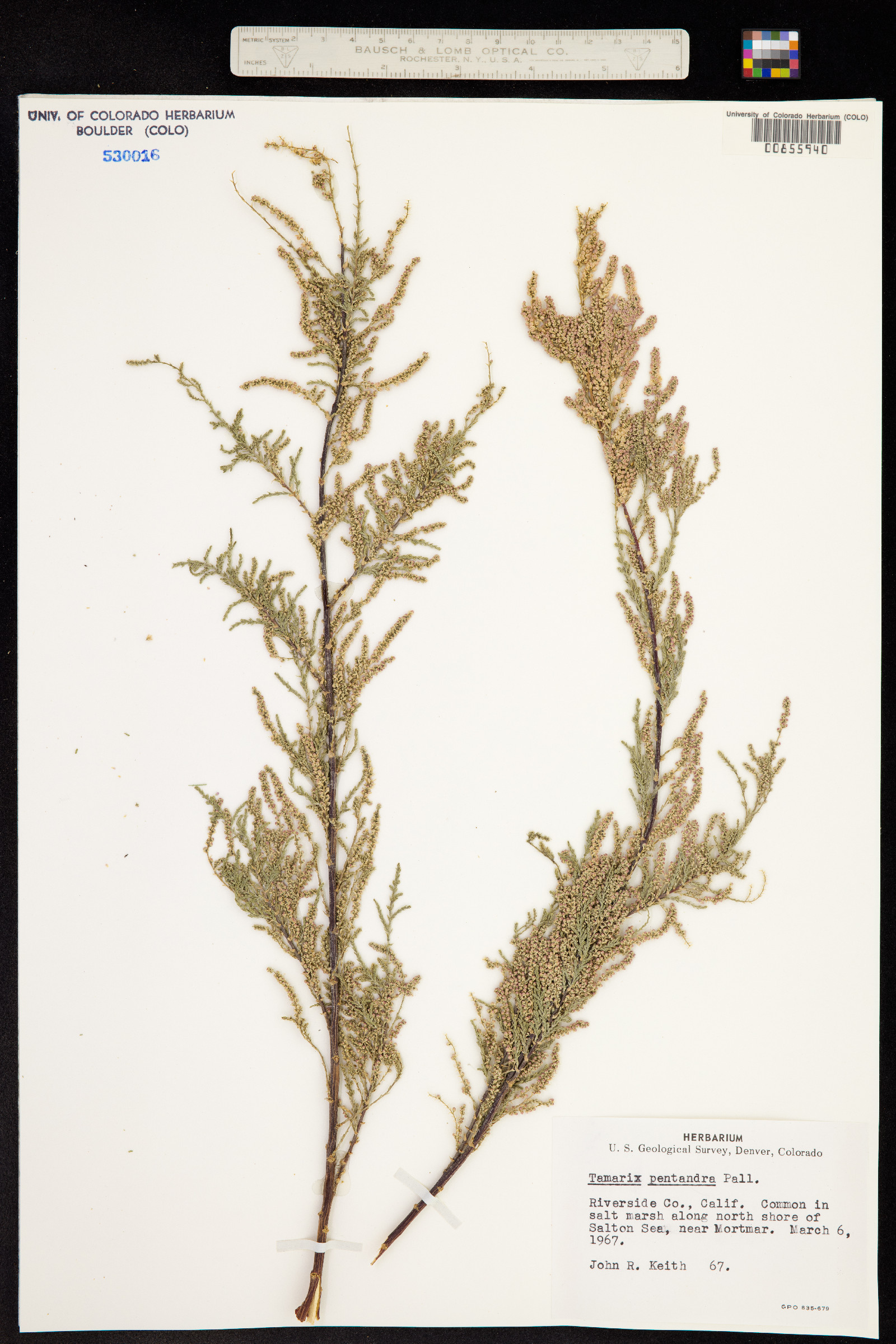 Tamarix ramosissima image