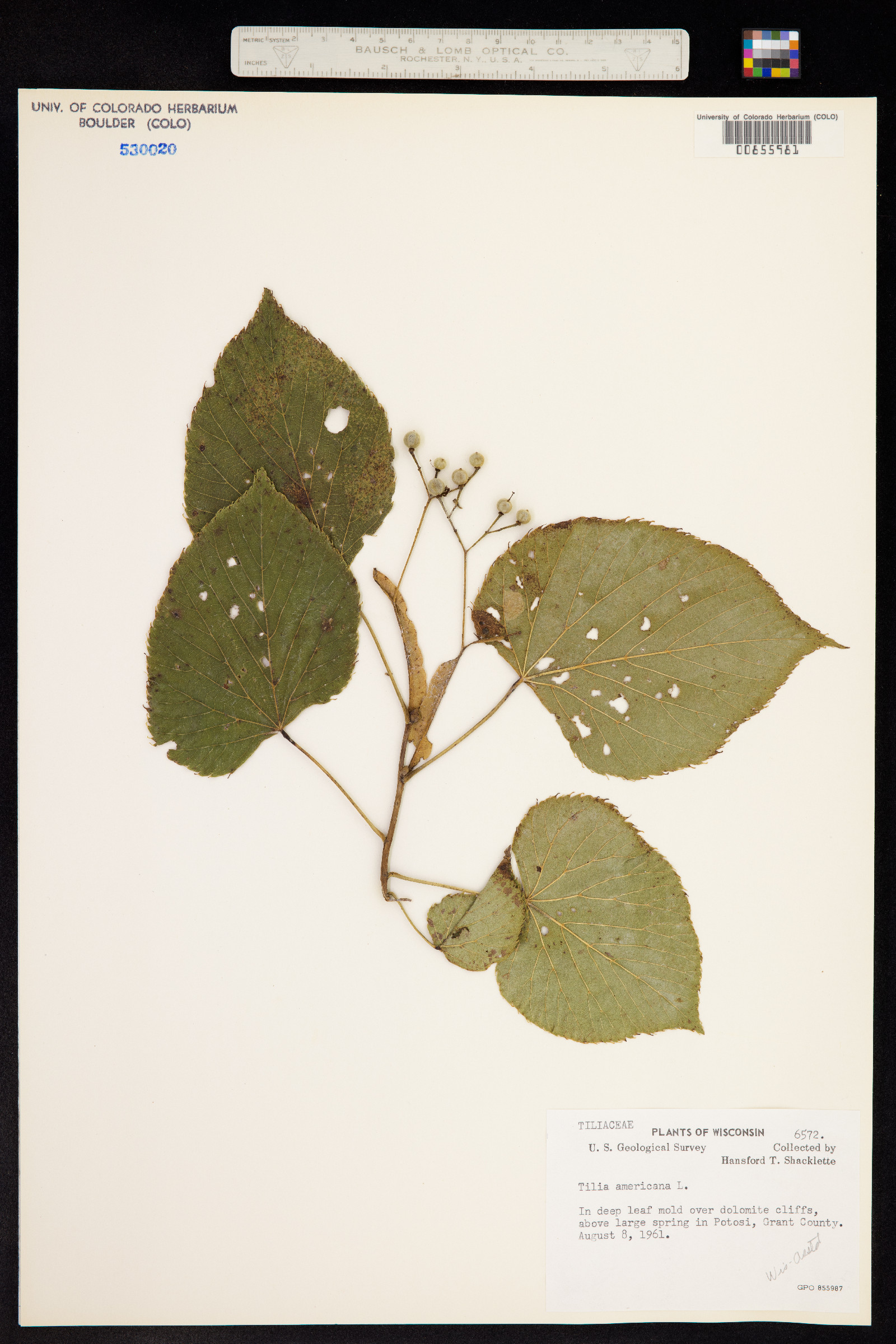 Malvaceae image