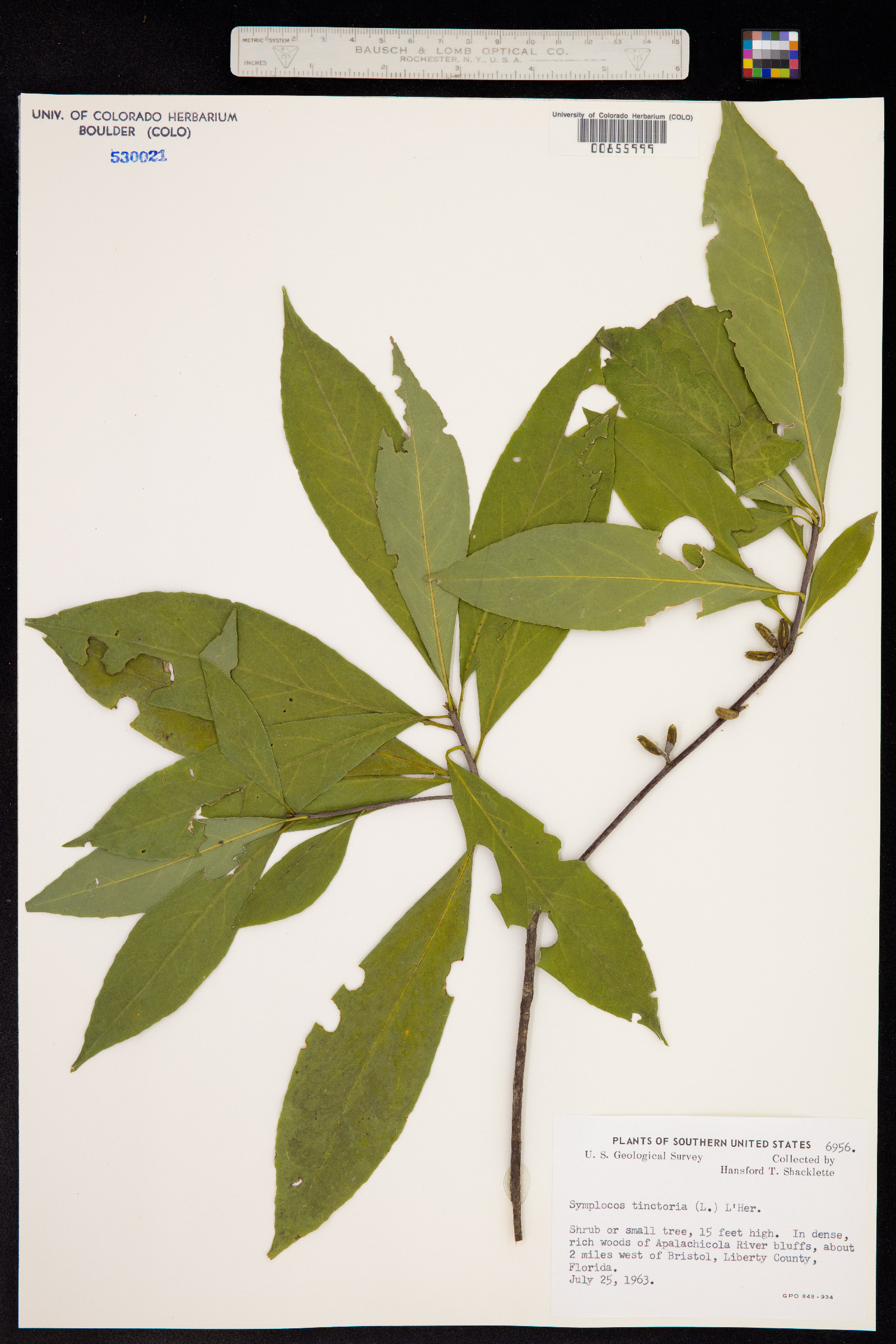 Symplocos tinctoria image