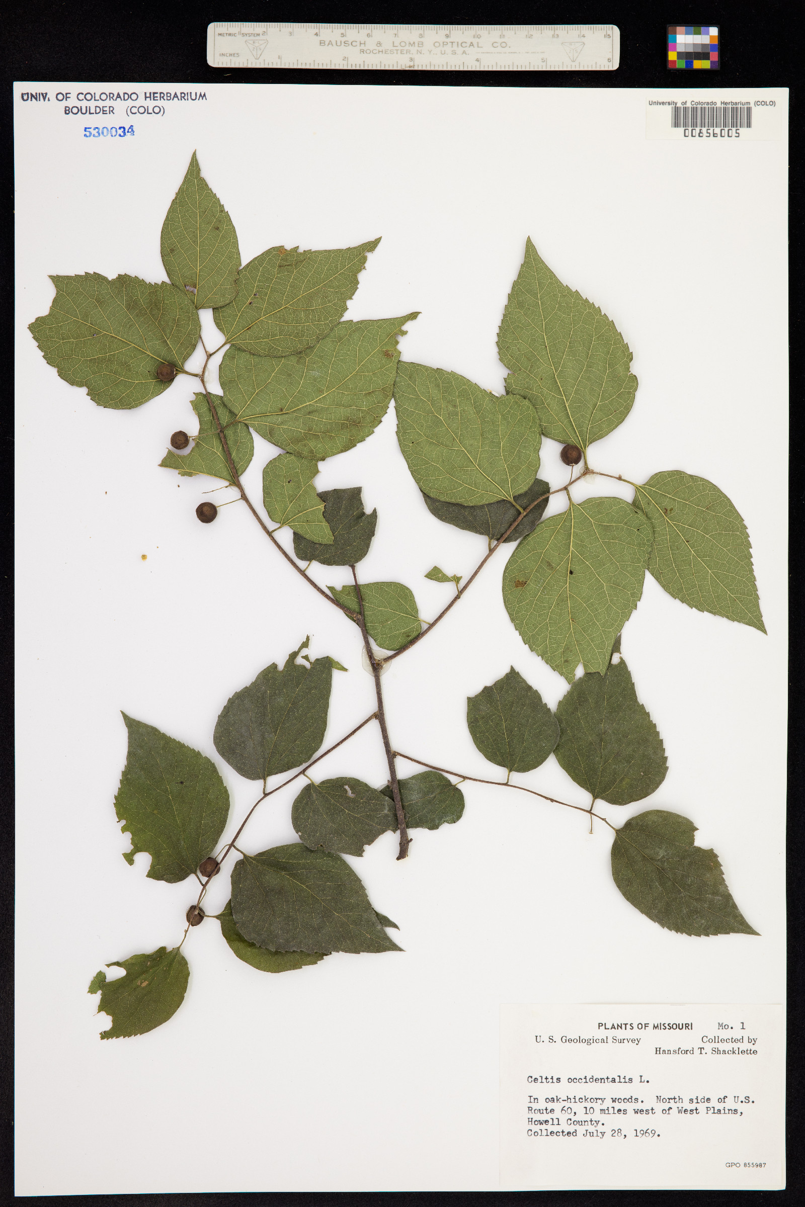 Celtis occidentalis image