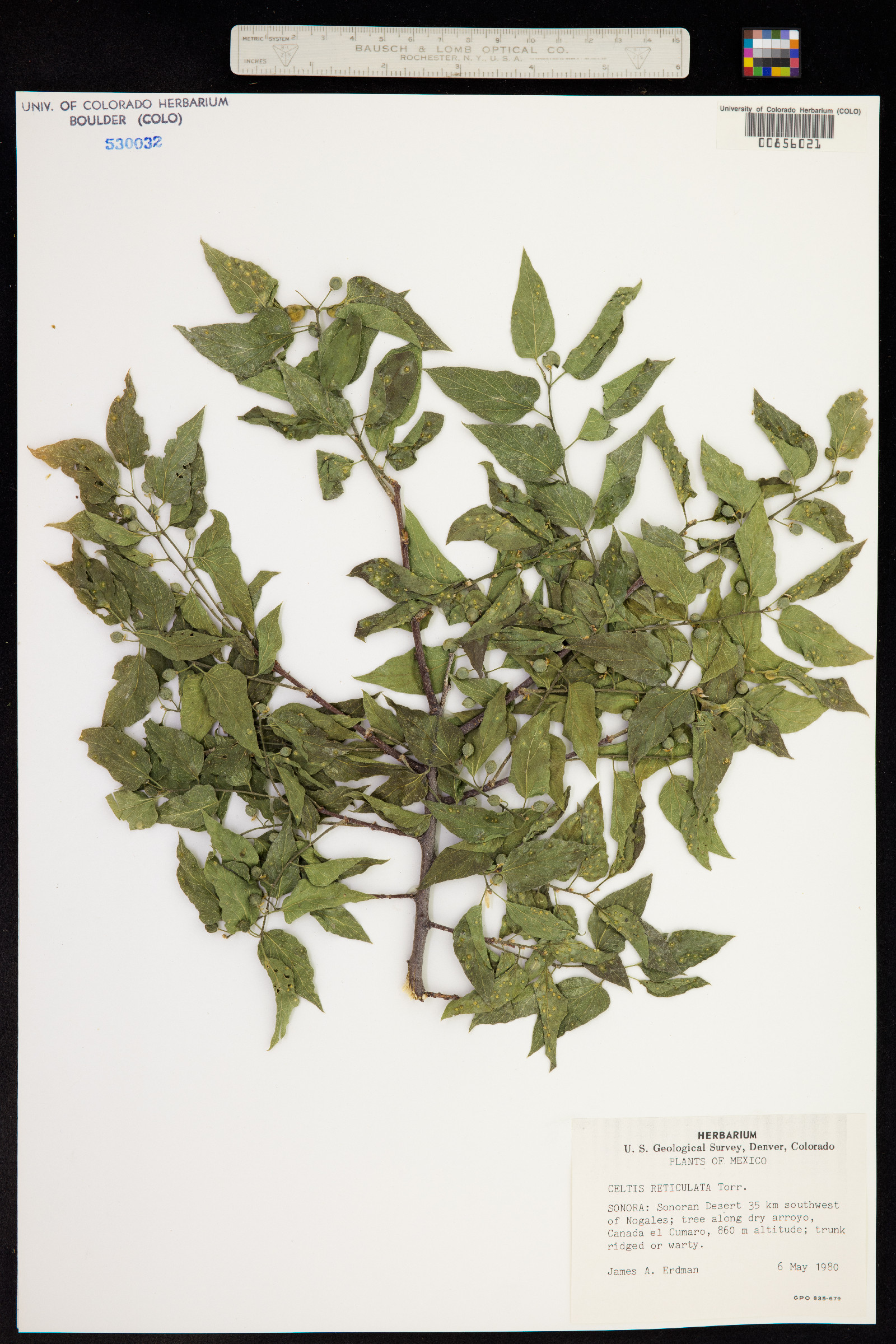 Celtis reticulata image