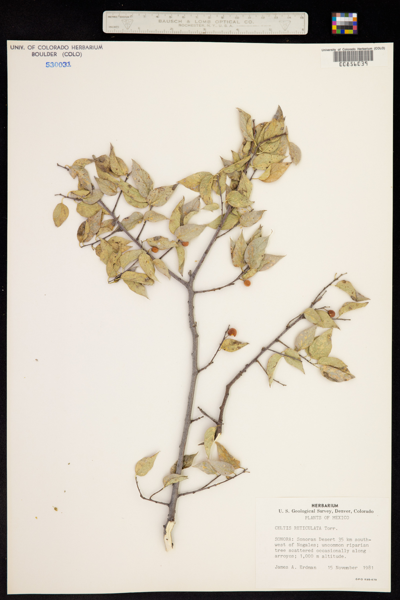 Celtis reticulata image