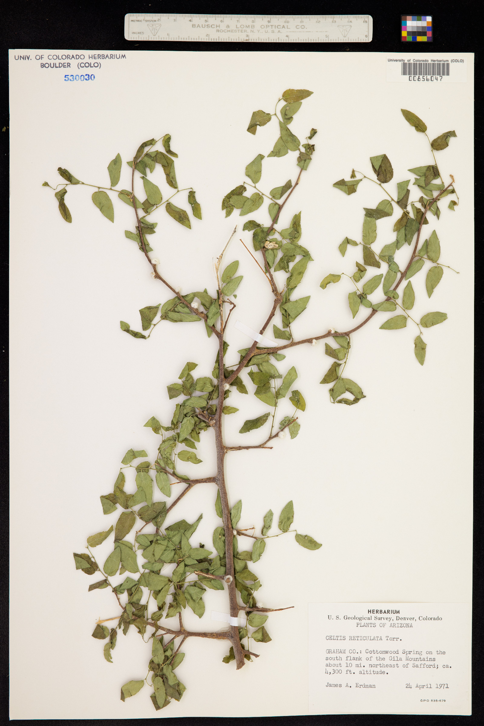 Celtis reticulata image