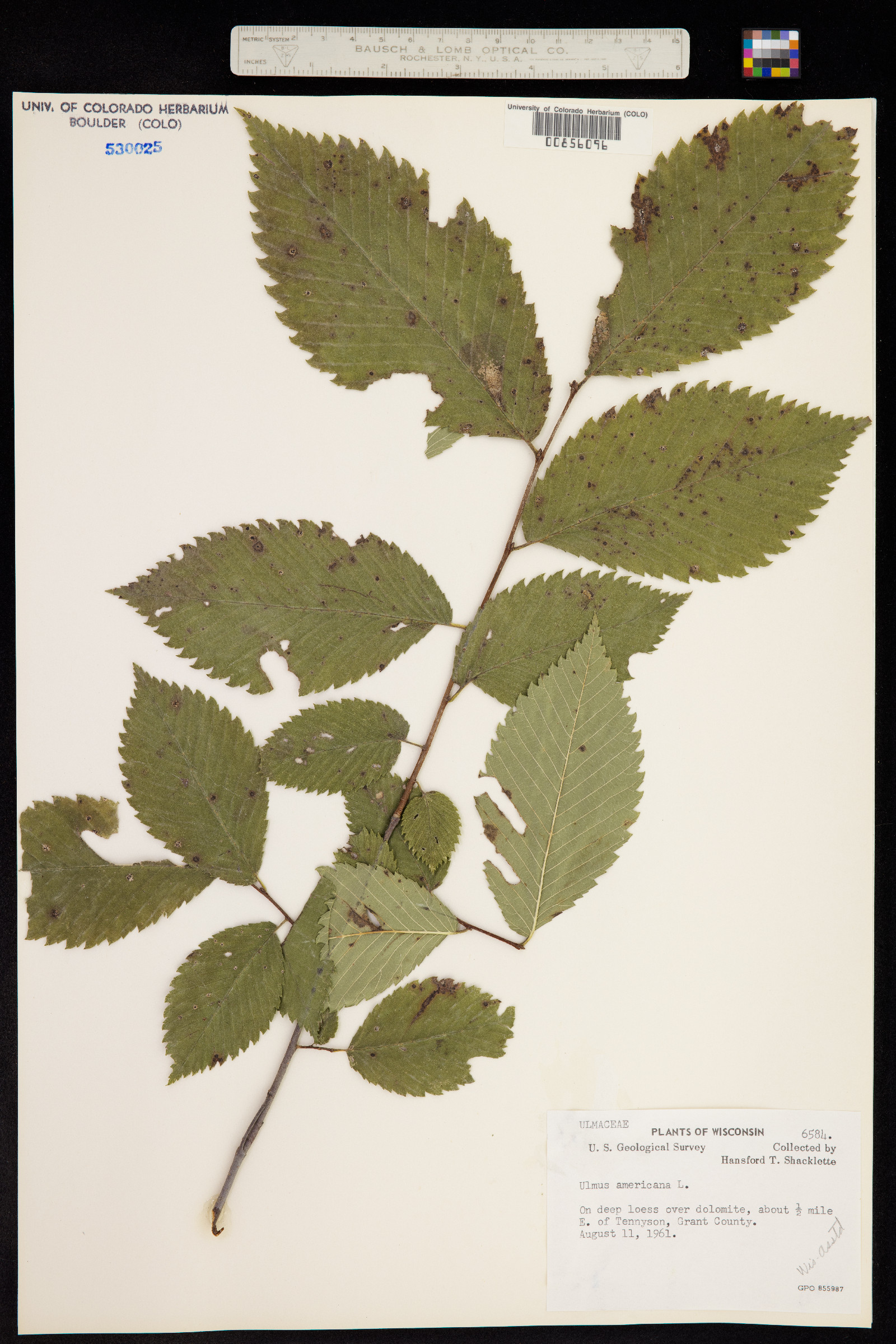 Ulmus americana image