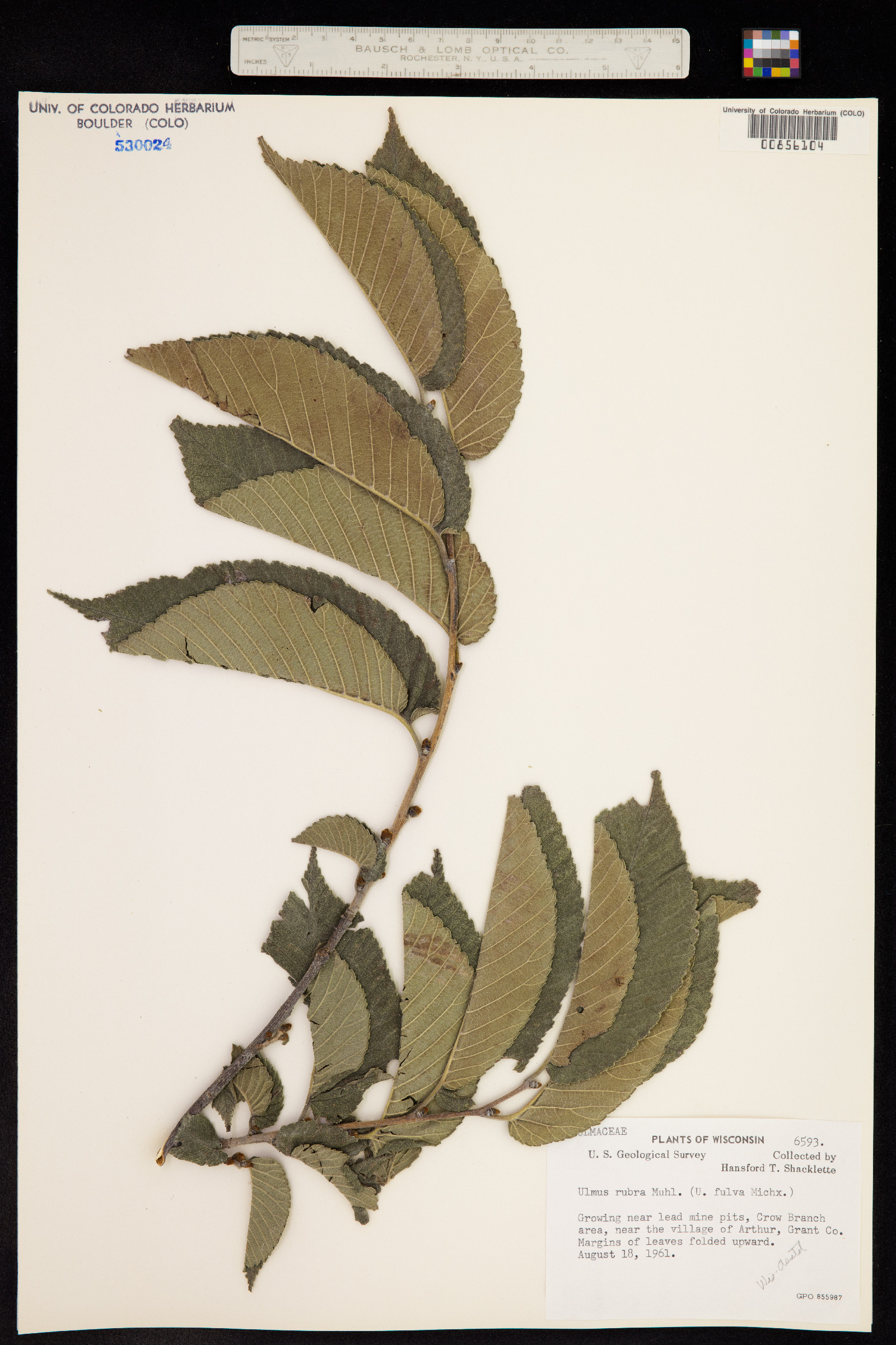 Ulmus rubra image