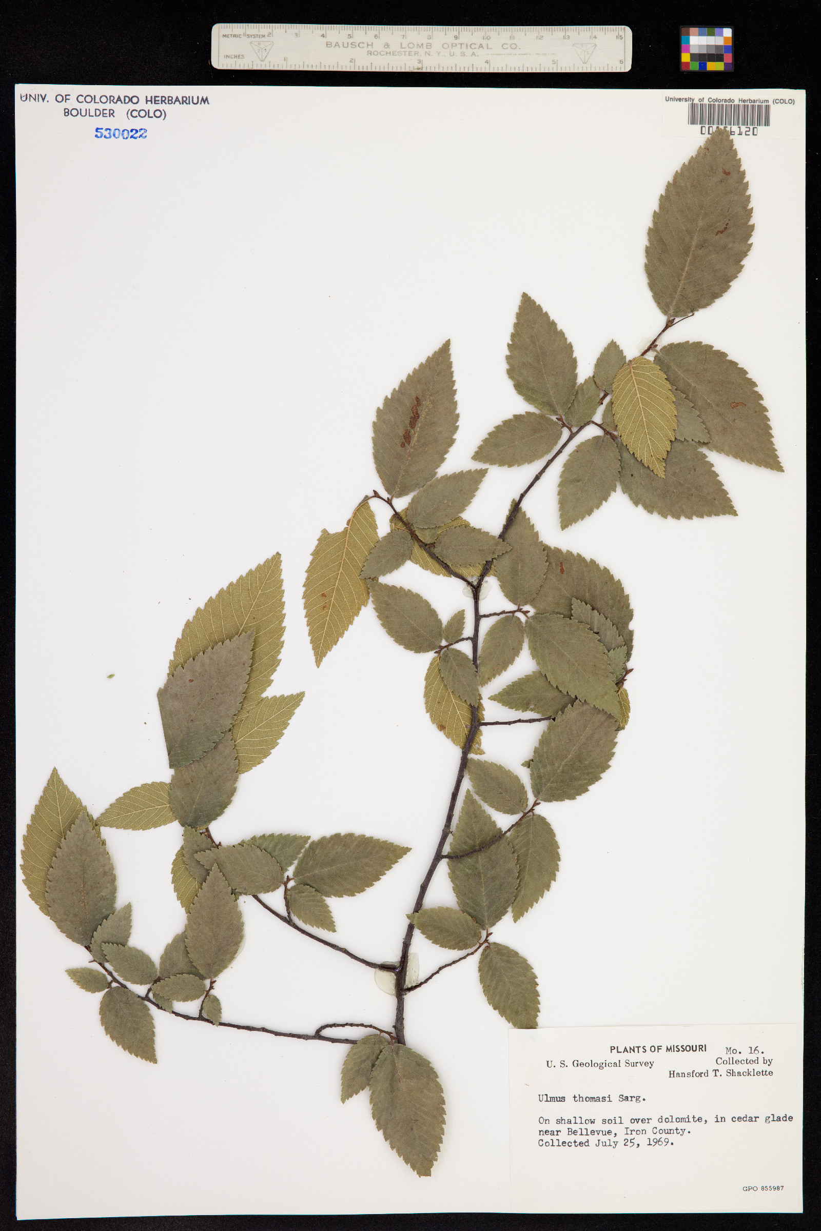Ulmus thomasii image