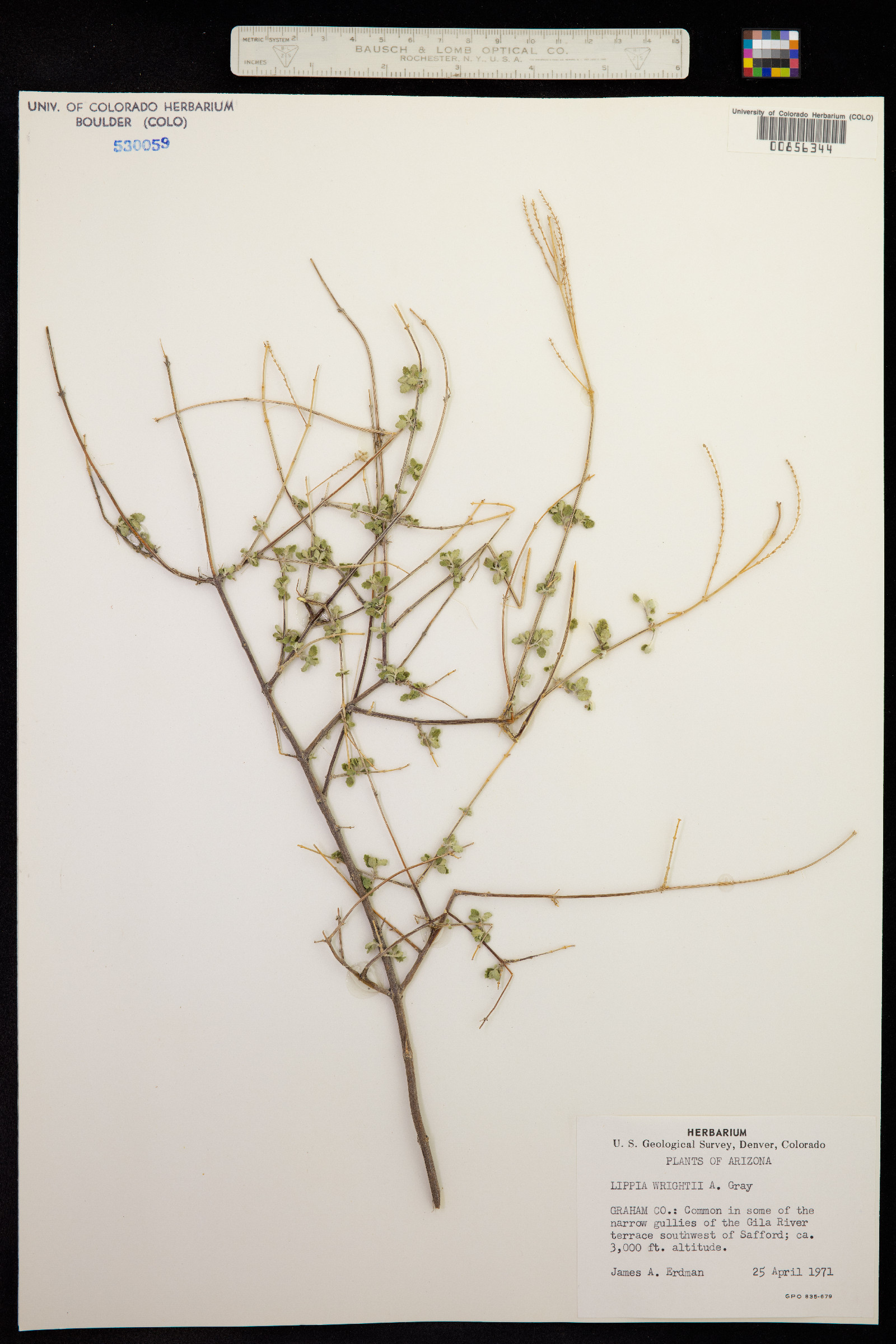 Aloysia image