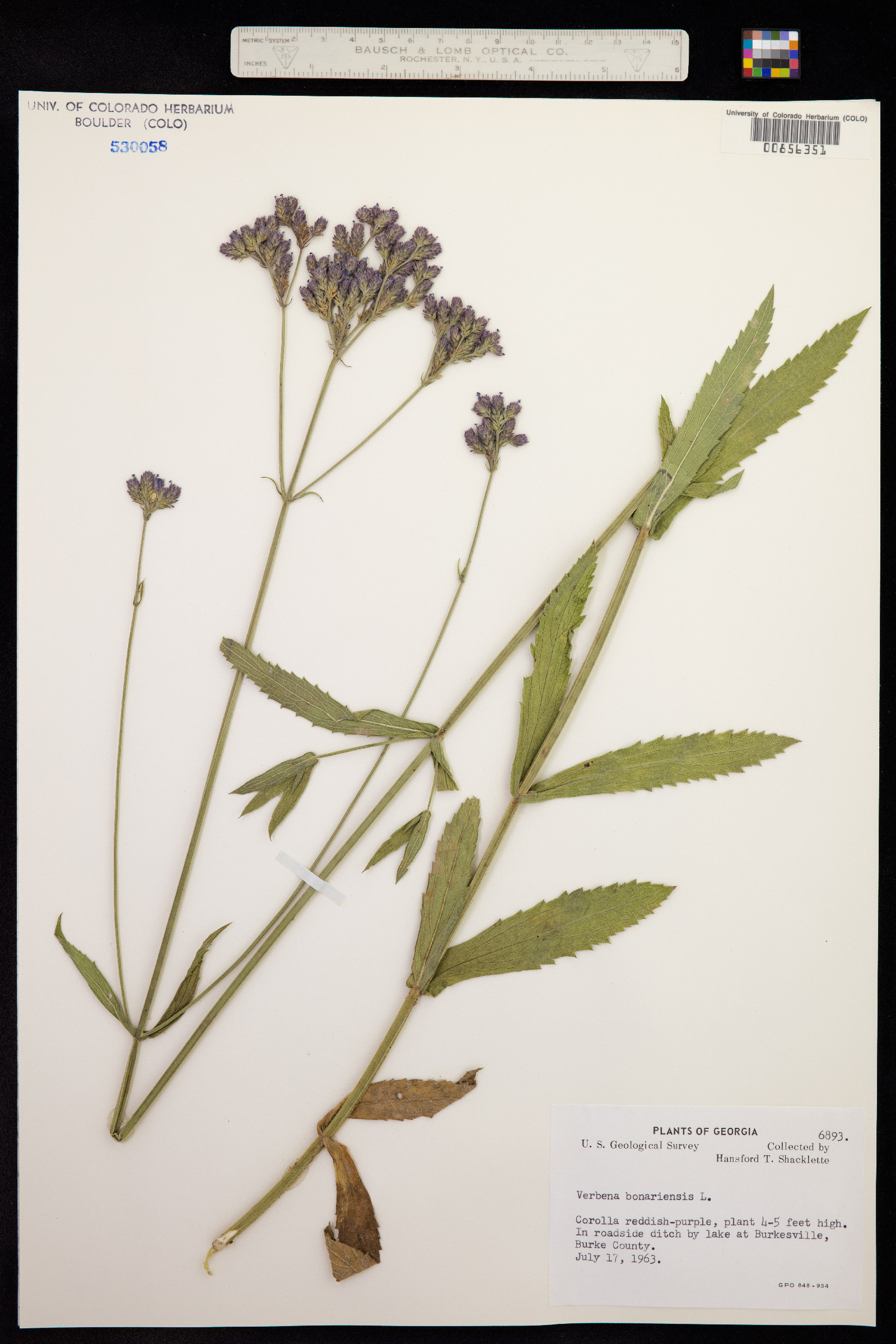 Verbena bonariensis image
