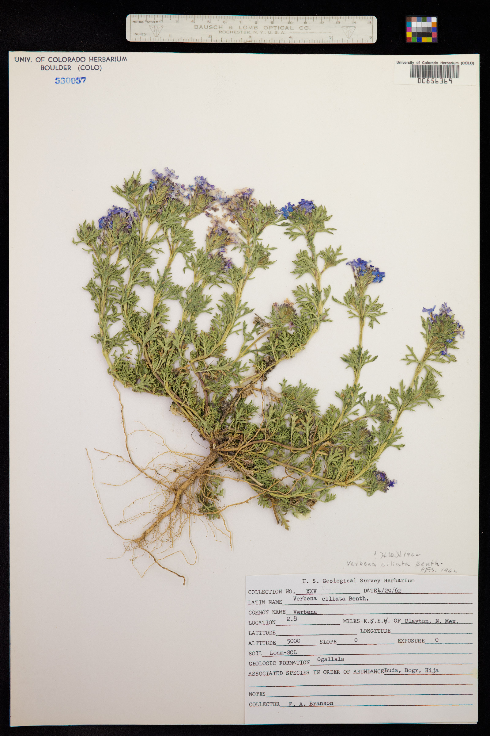 Verbenaceae image