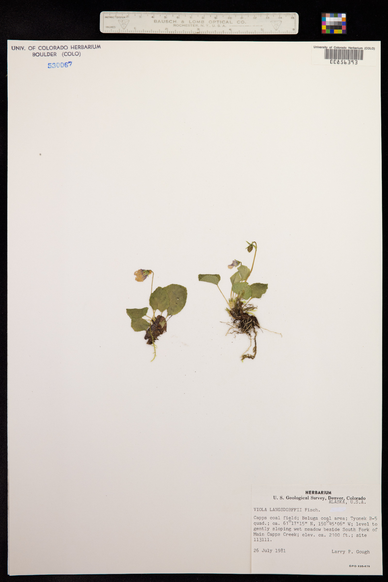 Viola langsdorffii image