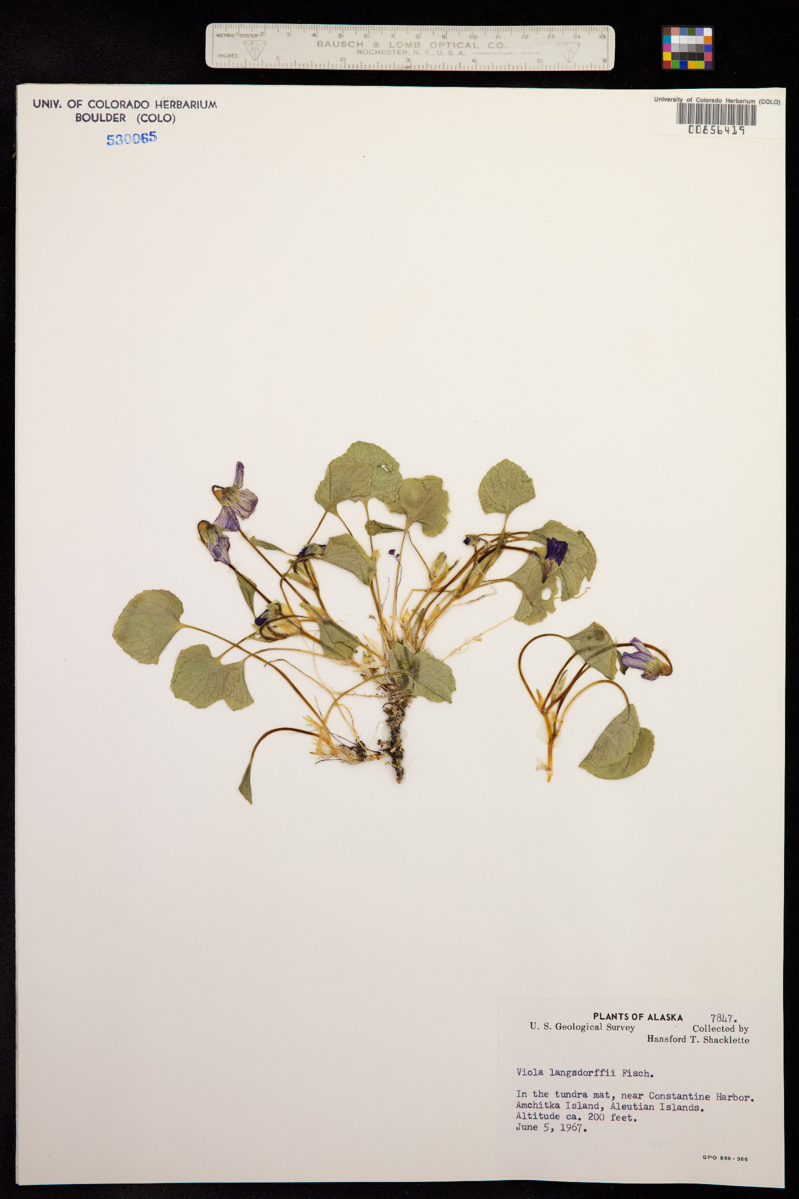 Viola langsdorffii image