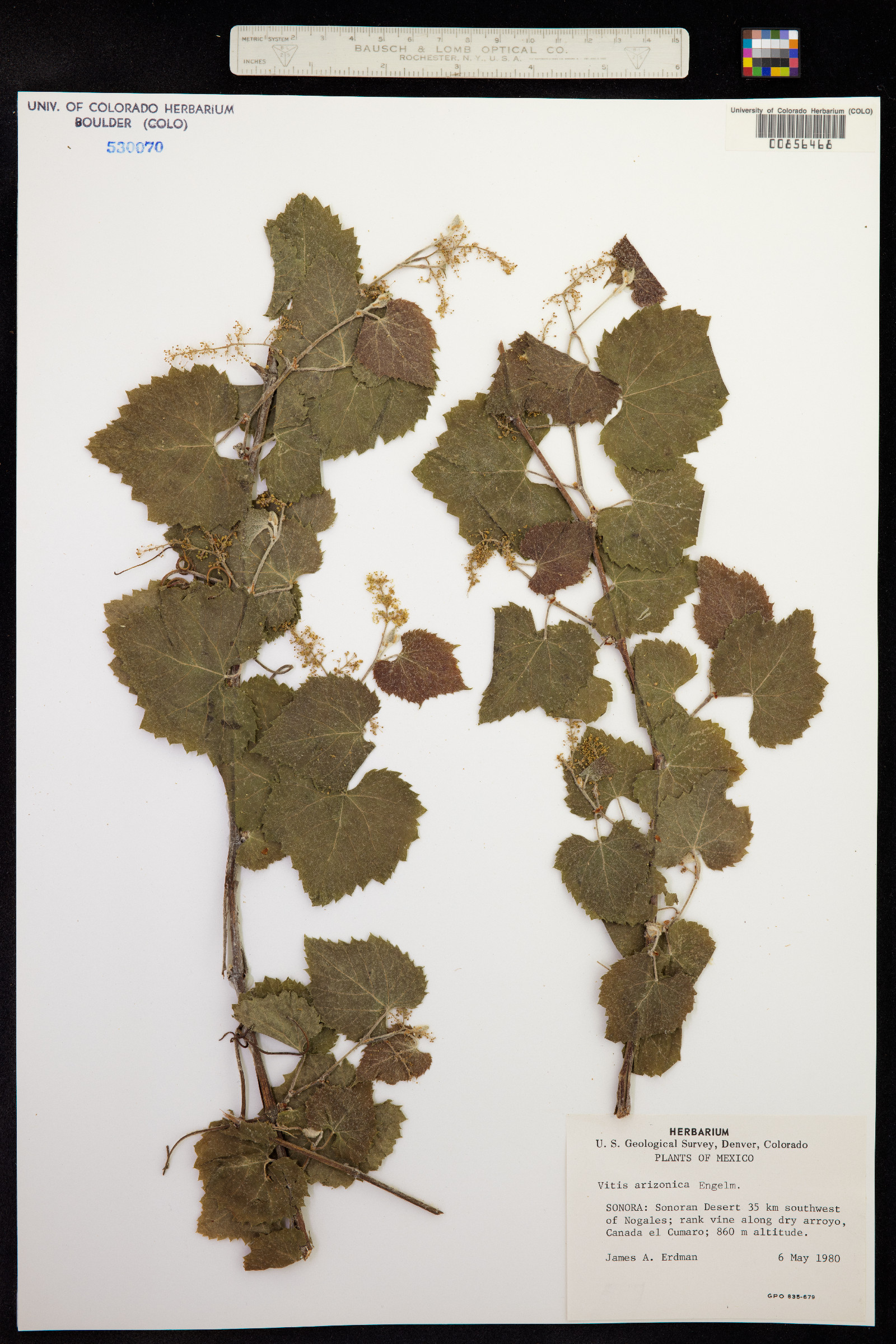 Vitis arizonica image