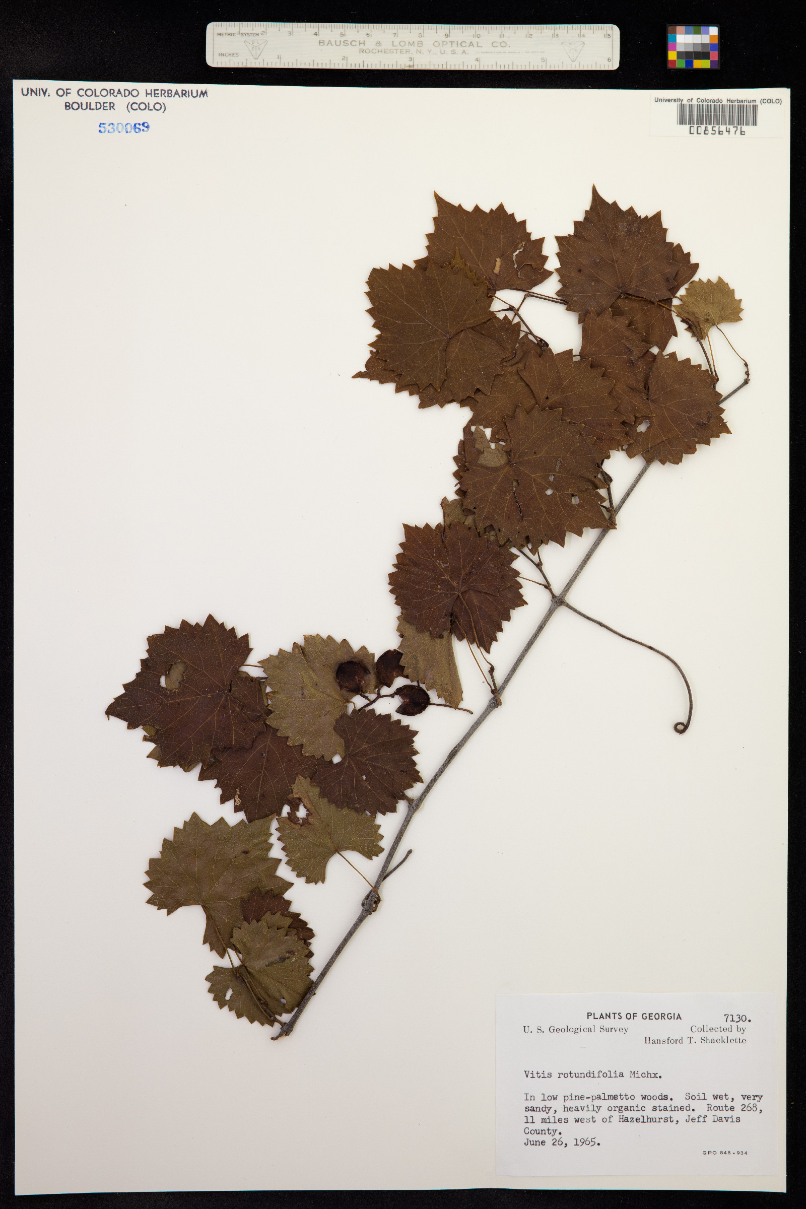Vitis image