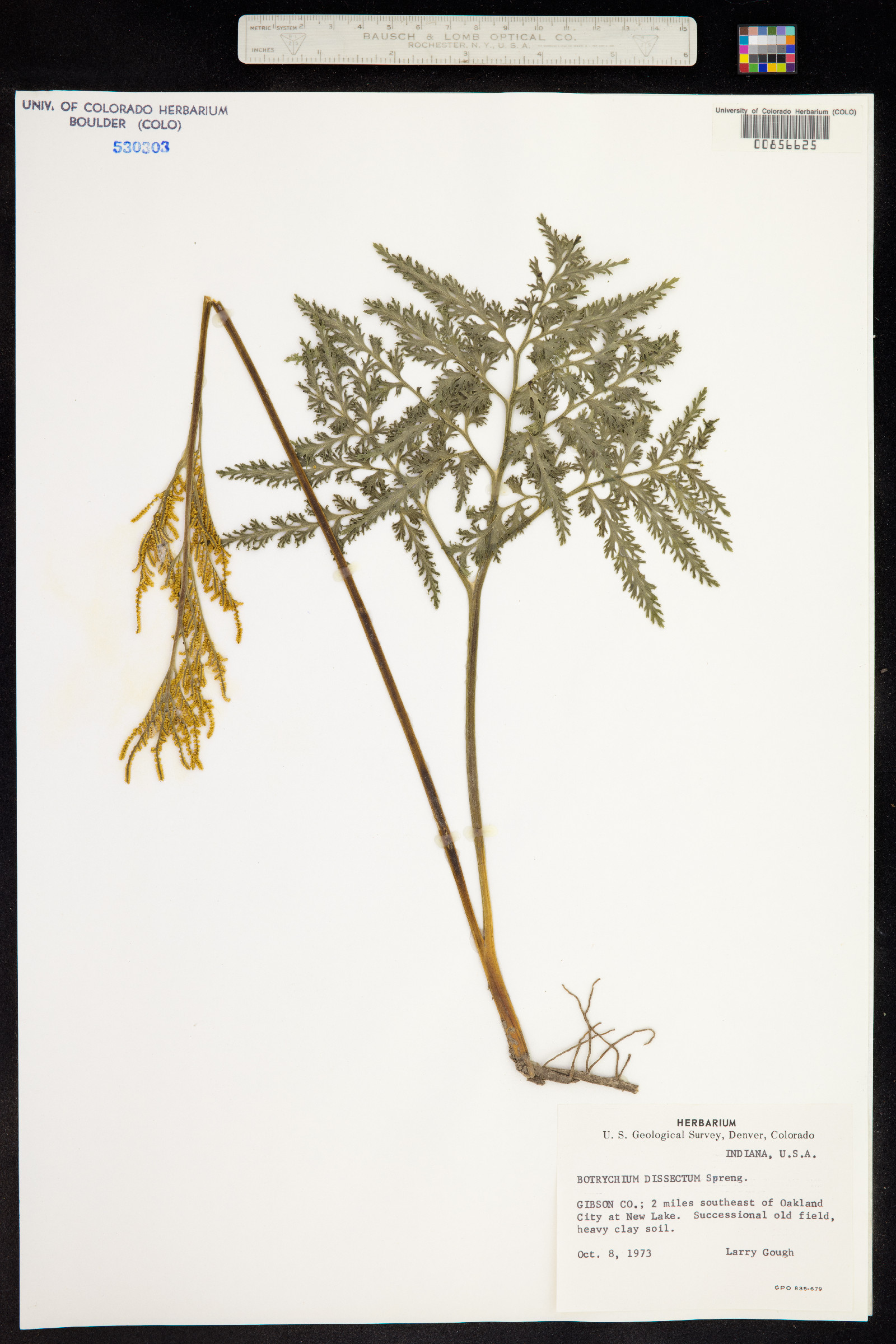 Botrychium dissectum image