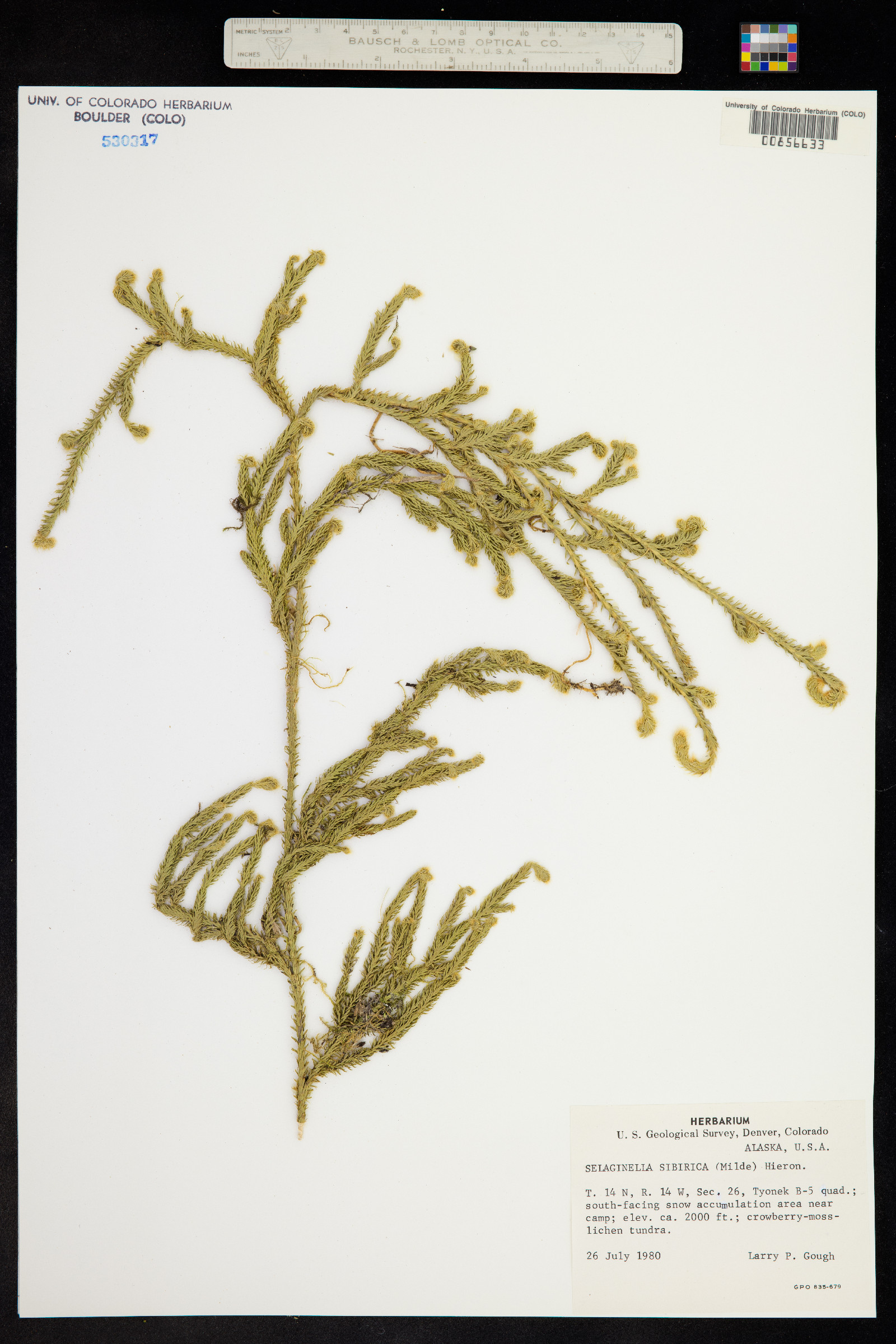 Selaginella sibirica image