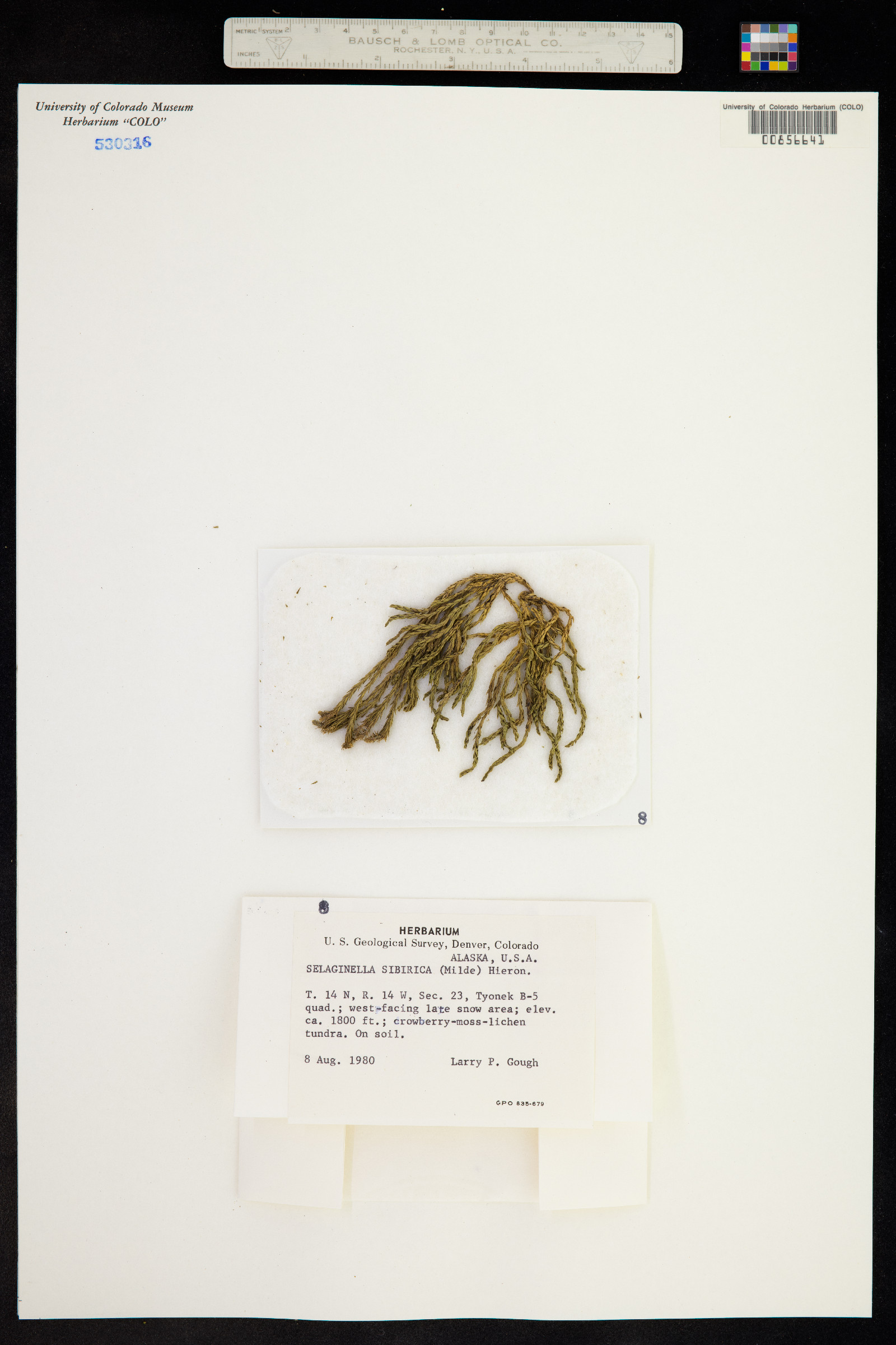Selaginella sibirica image