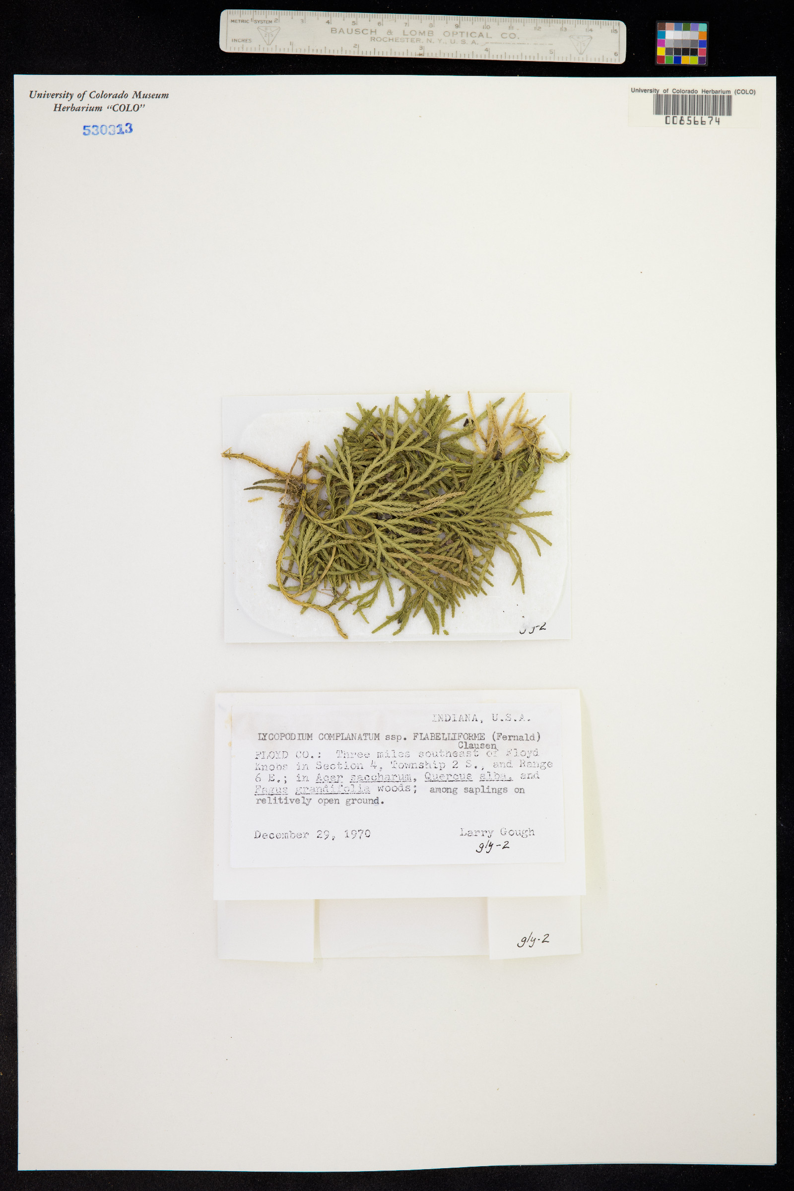 Lycopodium complanatum image