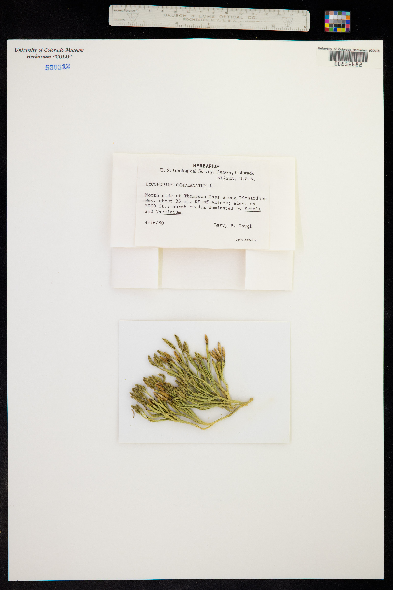 Lycopodium complanatum image