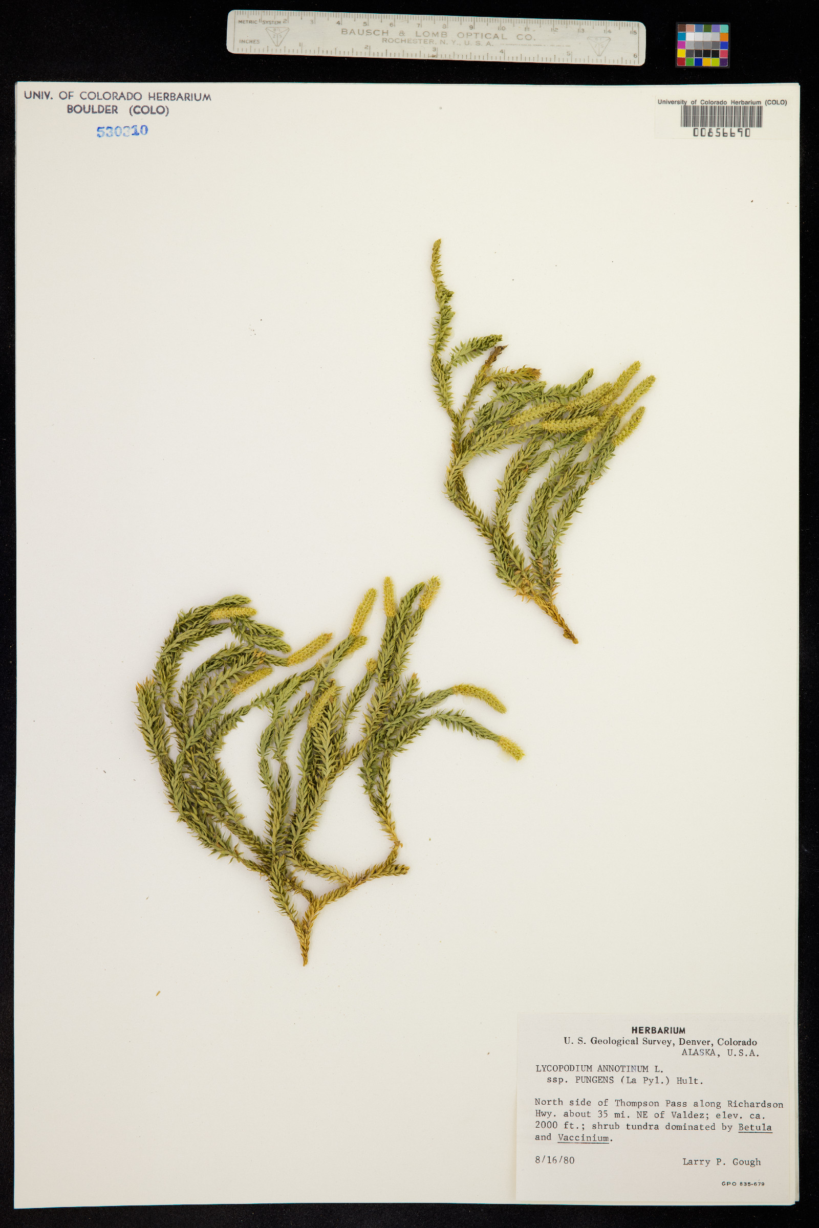 Lycopodium annotinum image