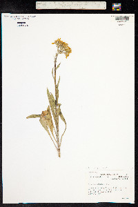 Senecio integerrimus image