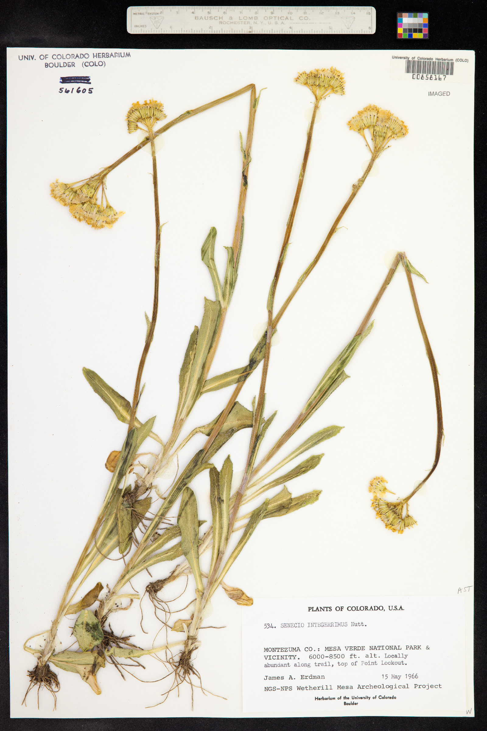 Senecio integerrimus image