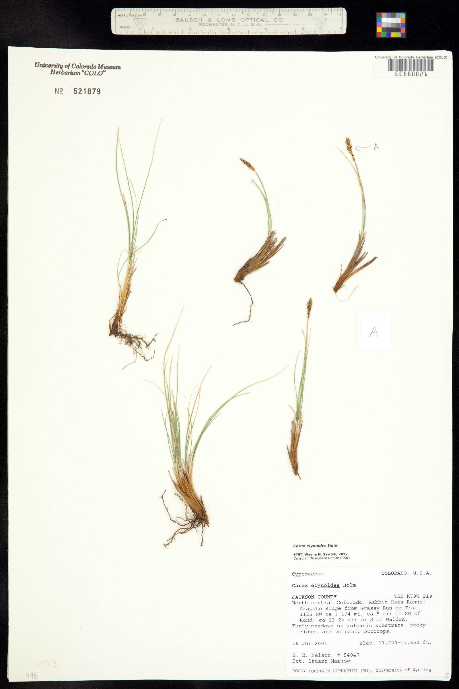 Carex elynoides image