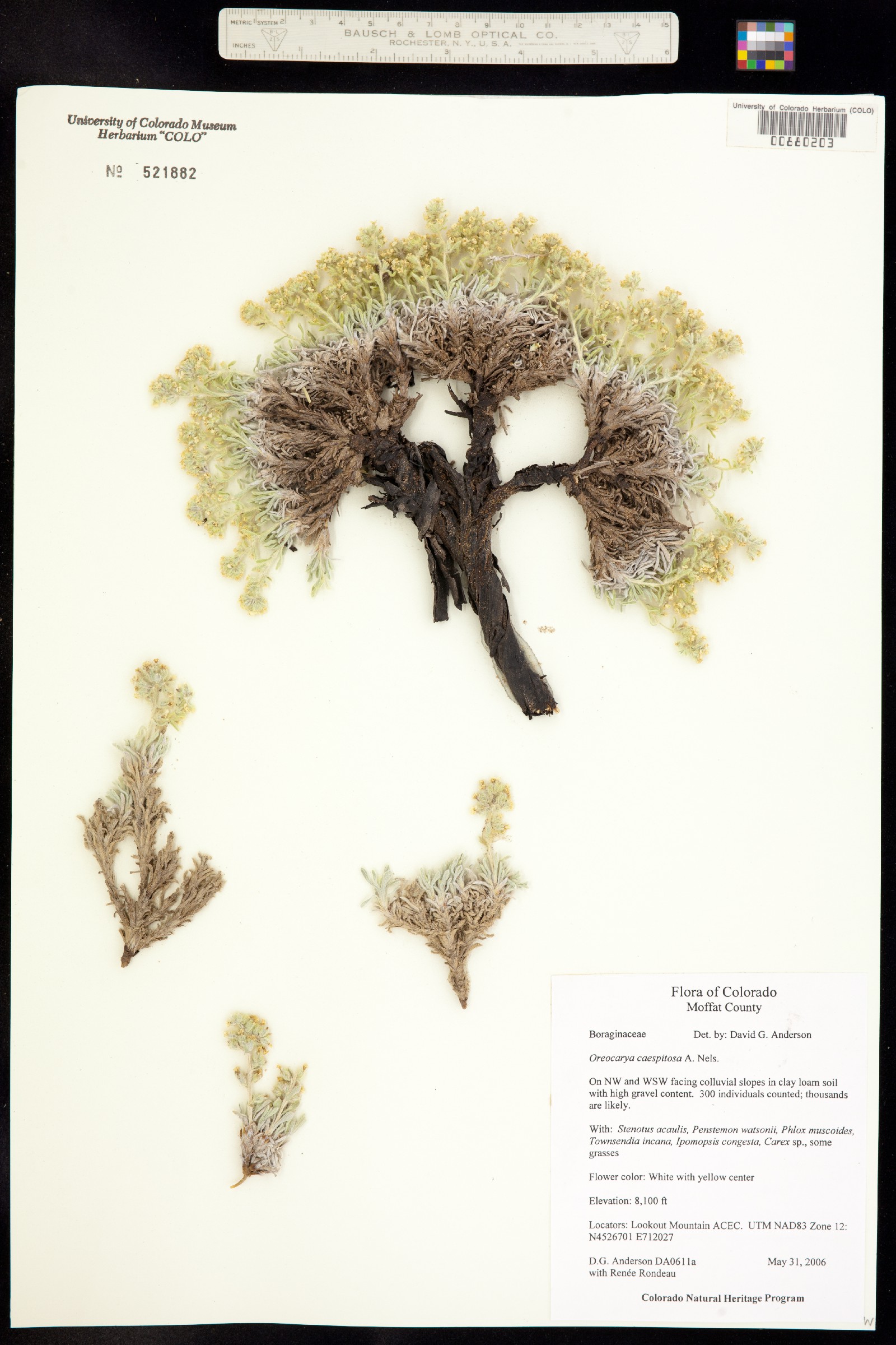 Cryptantha caespitosa image