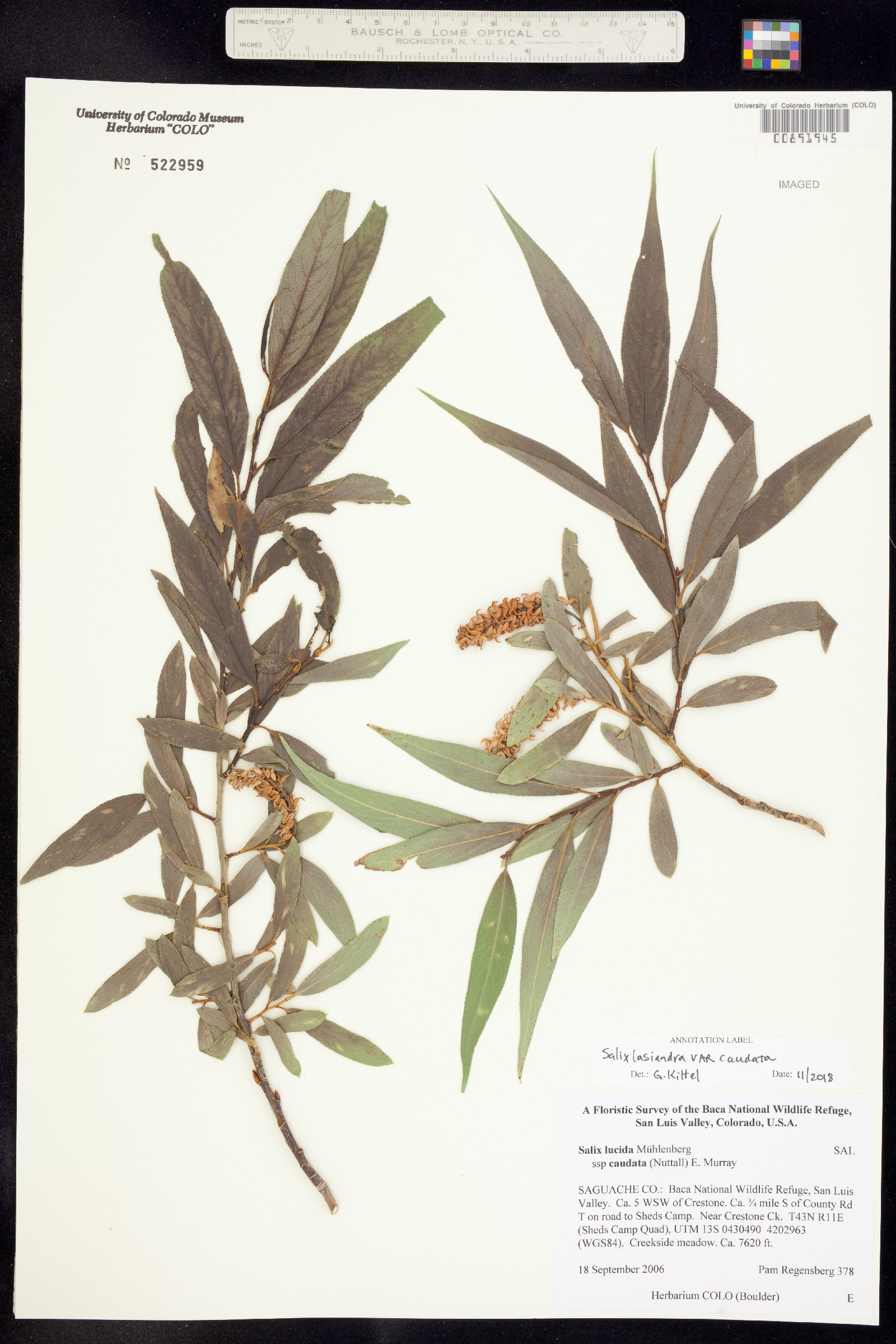 Salix lasiandra var. caudata image