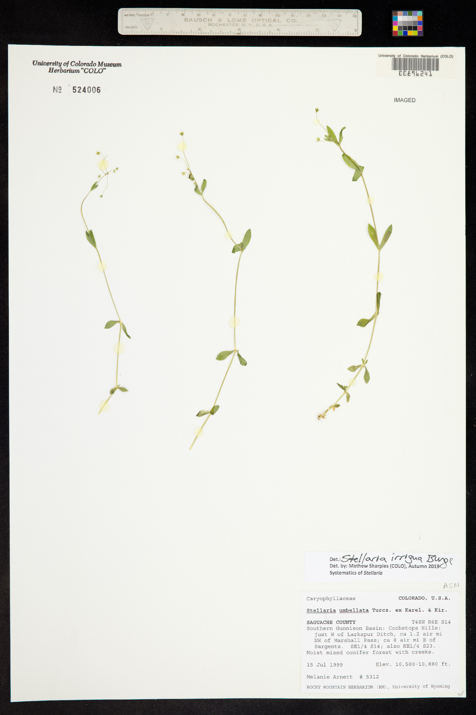 Stellaria irrigua image