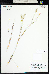 Calochortus ciscoensis image