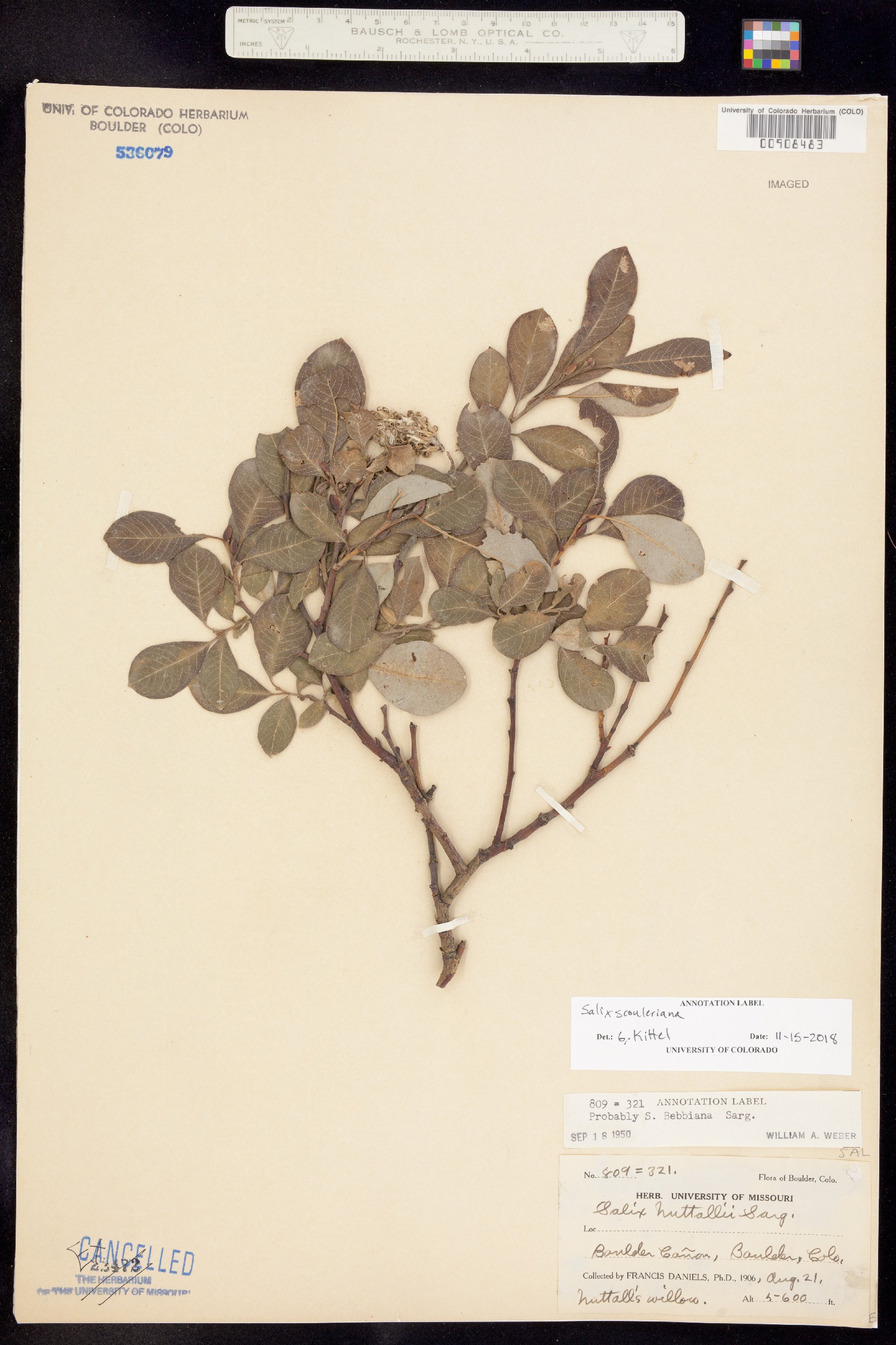 Salix scouleriana image