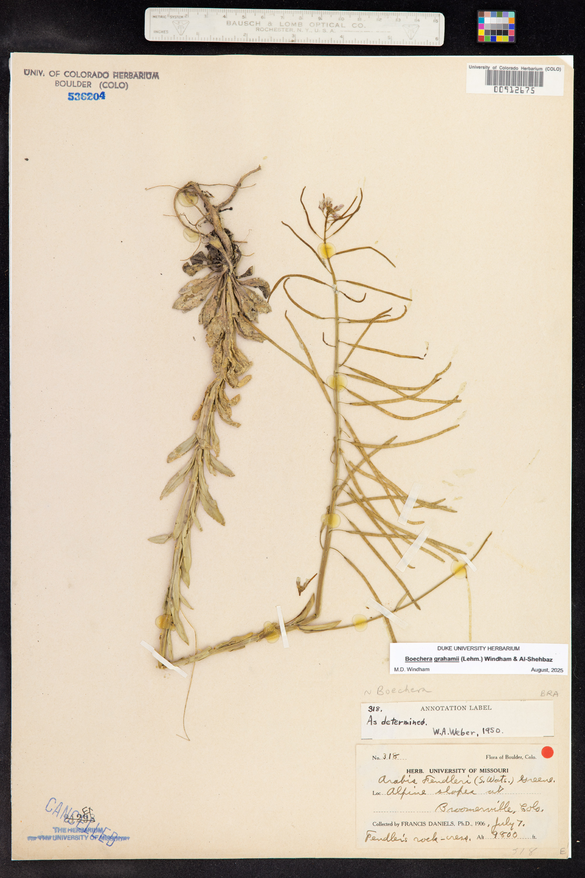 Boechera grahamii image