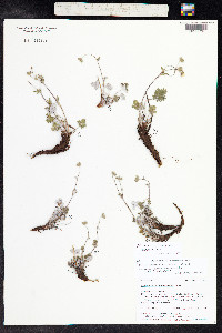 Potentilla nivea image
