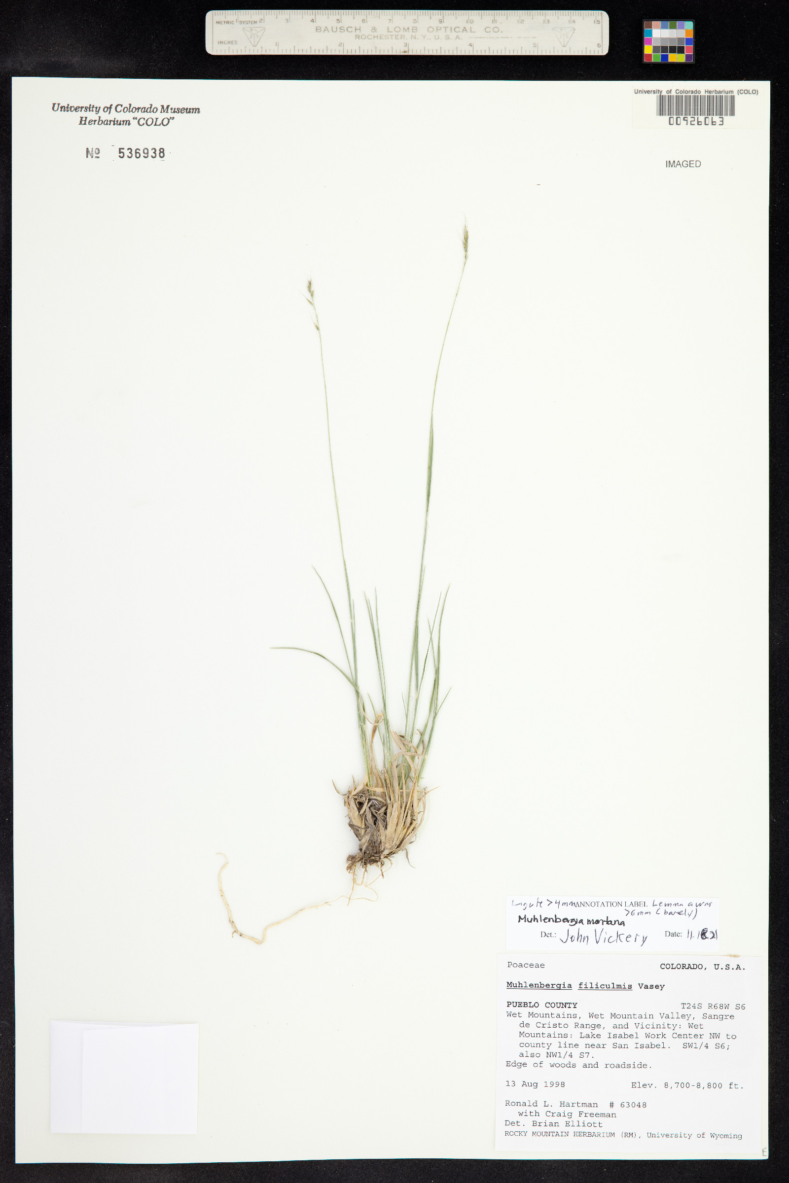 Muhlenbergia montana image