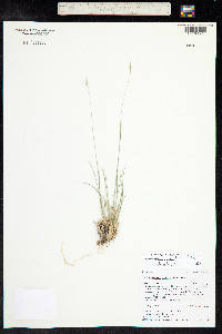 Muhlenbergia montana image