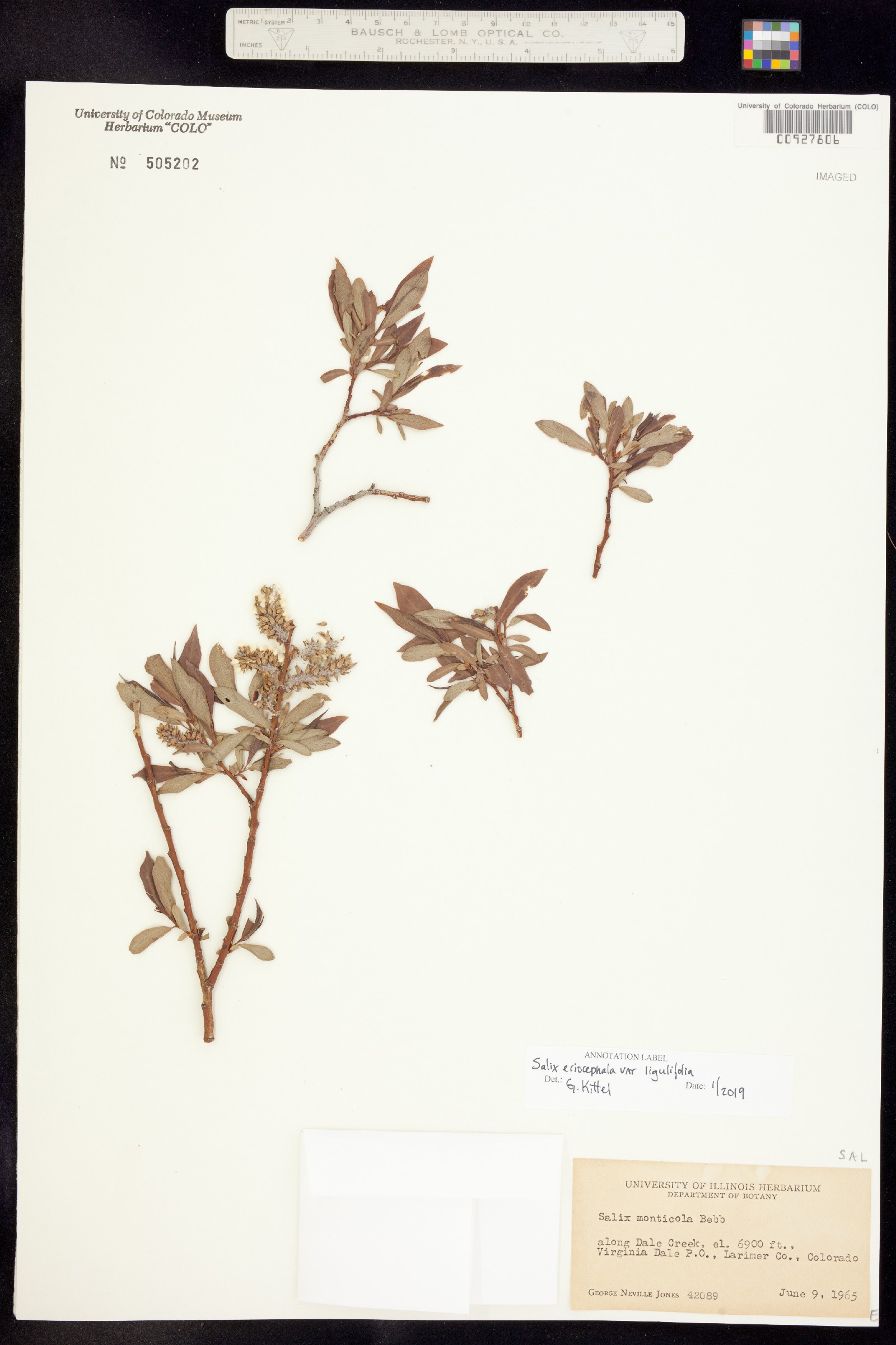 Salix ligulifolia image