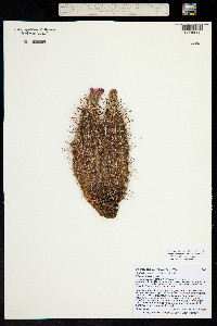 Sclerocactus parviflorus image