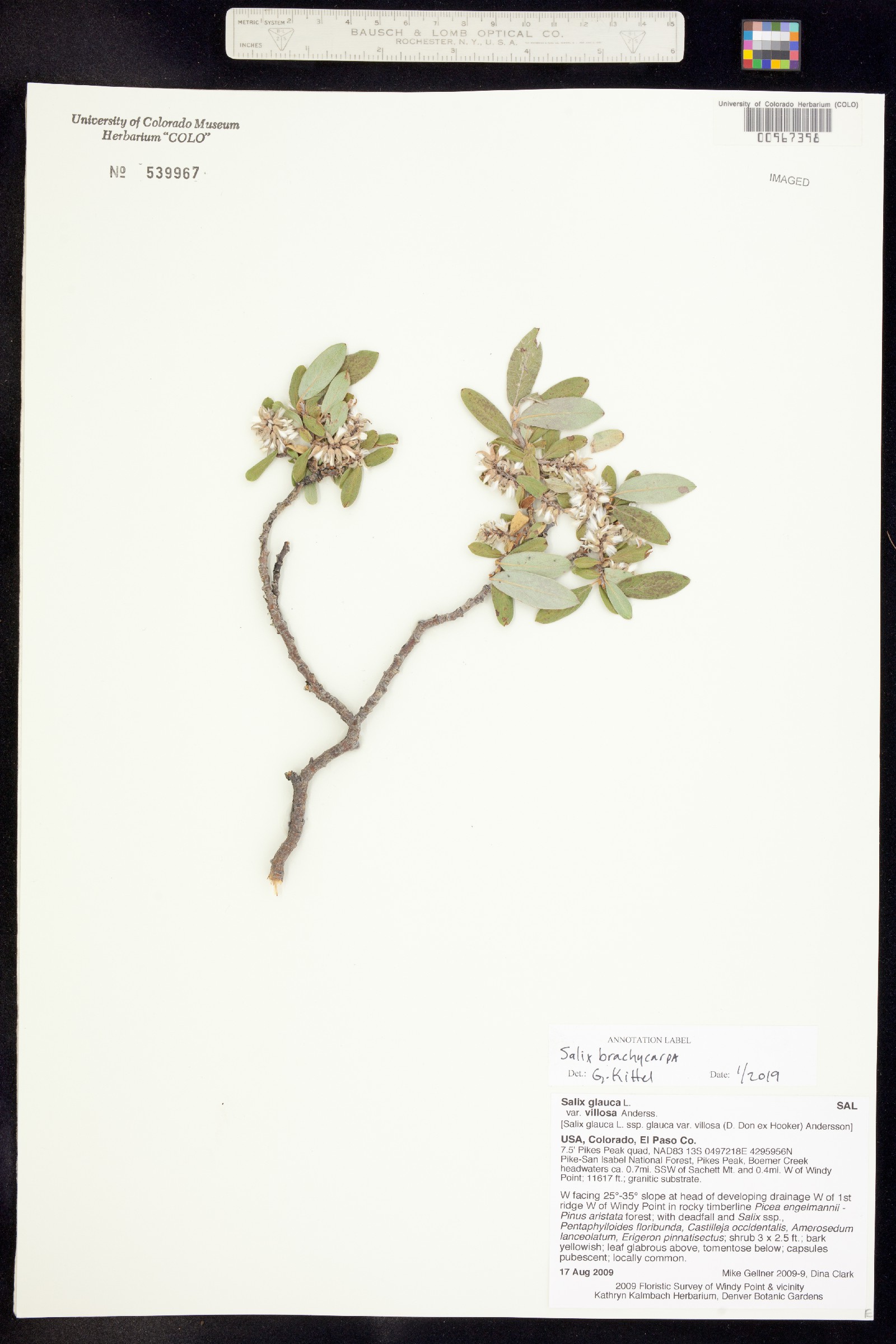 Salix brachycarpa image